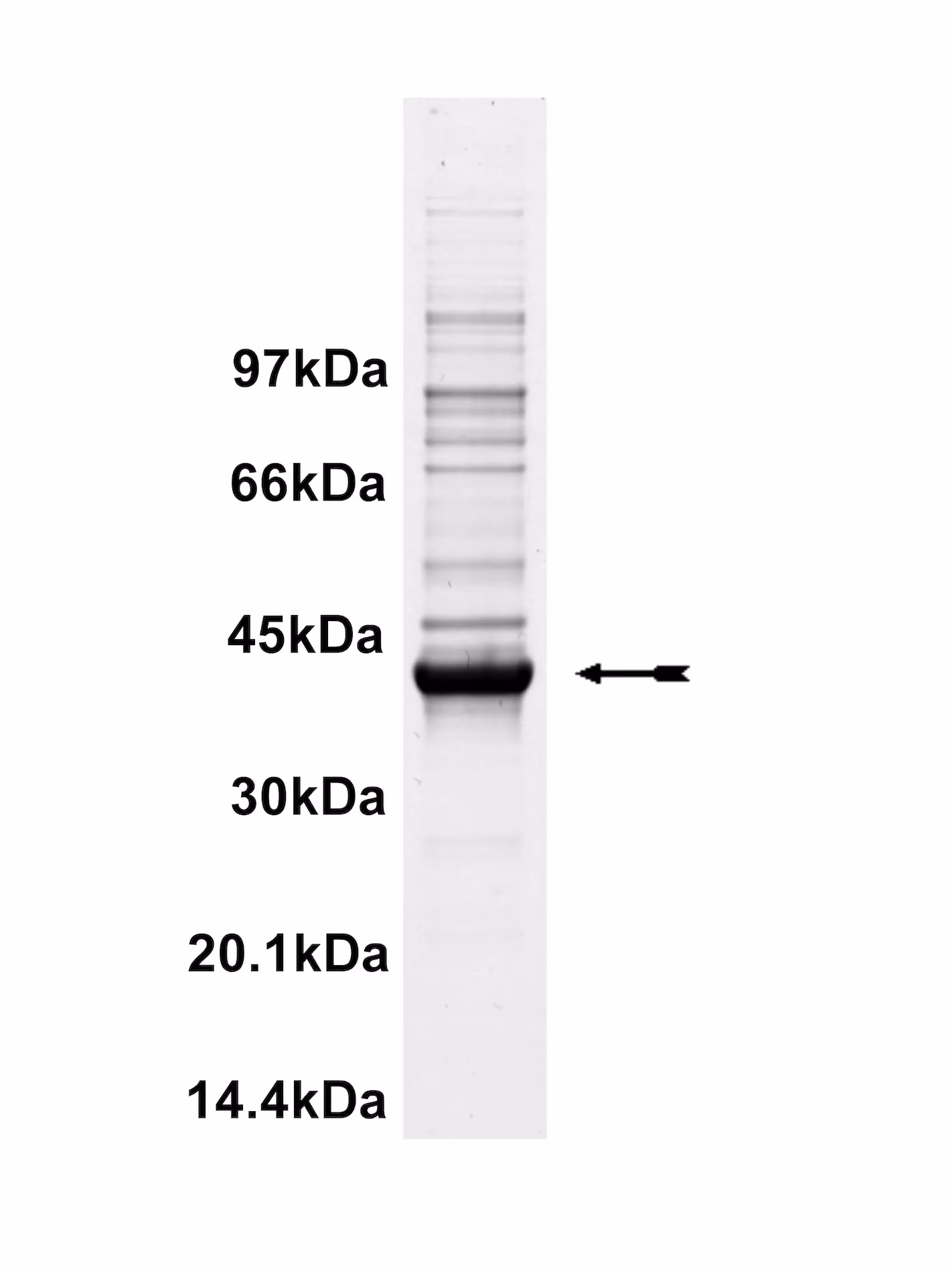 LIM Kinase 1, unactive Human Recombinant Kinase Protein