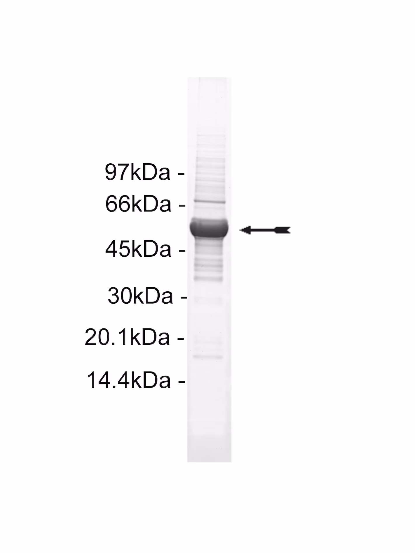 WNK3, active Human Recombinant Kinase Protein