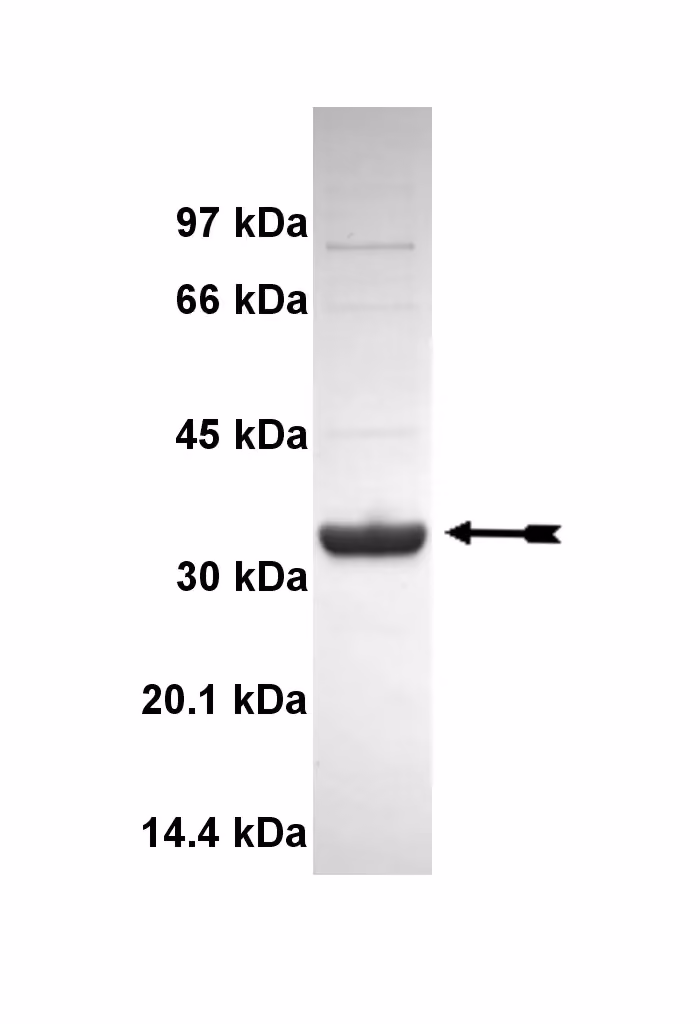 Itk, active Human Recombinant Kinase Protein