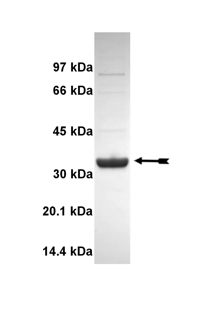 Itk, active Human Recombinant Kinase Protein