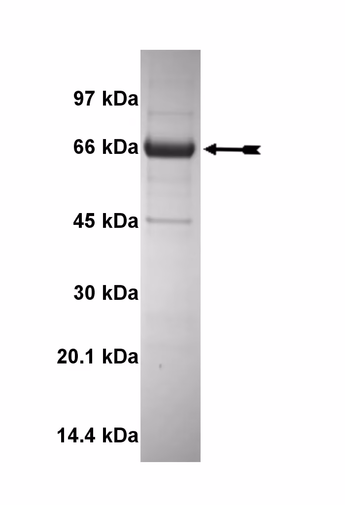 MSSK1, active Human Recombinant Kinase Protein