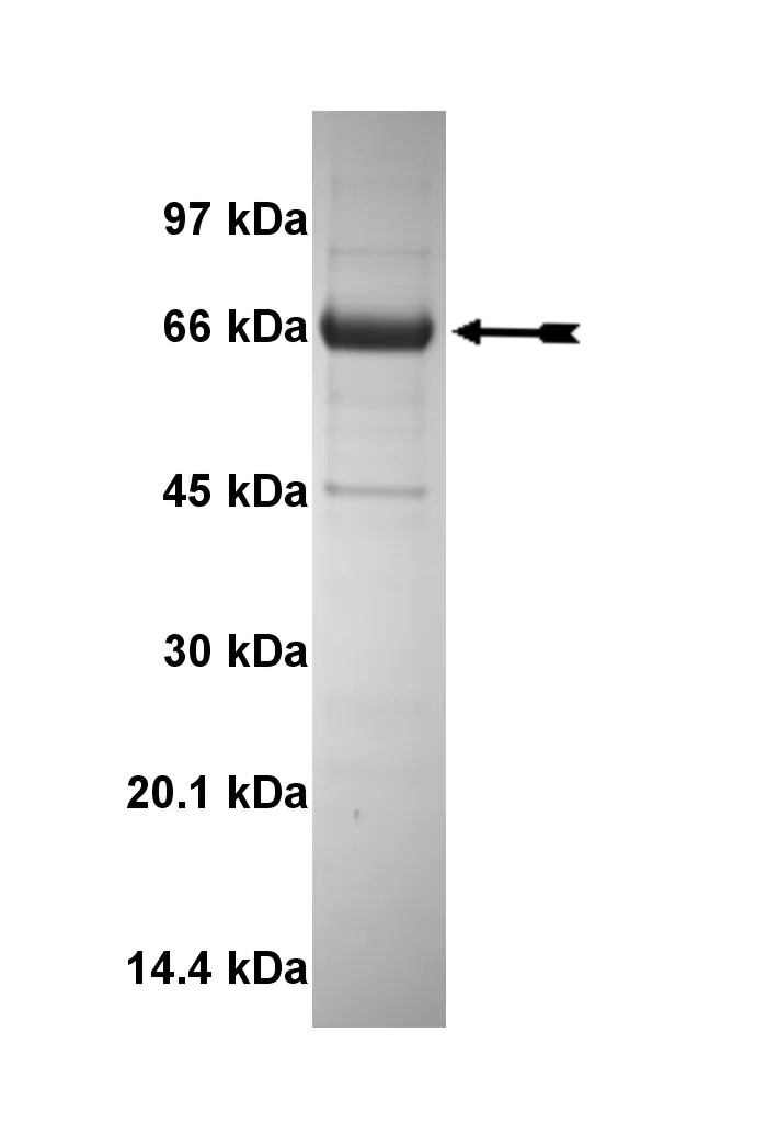 MSSK1, active Human Recombinant Kinase Protein