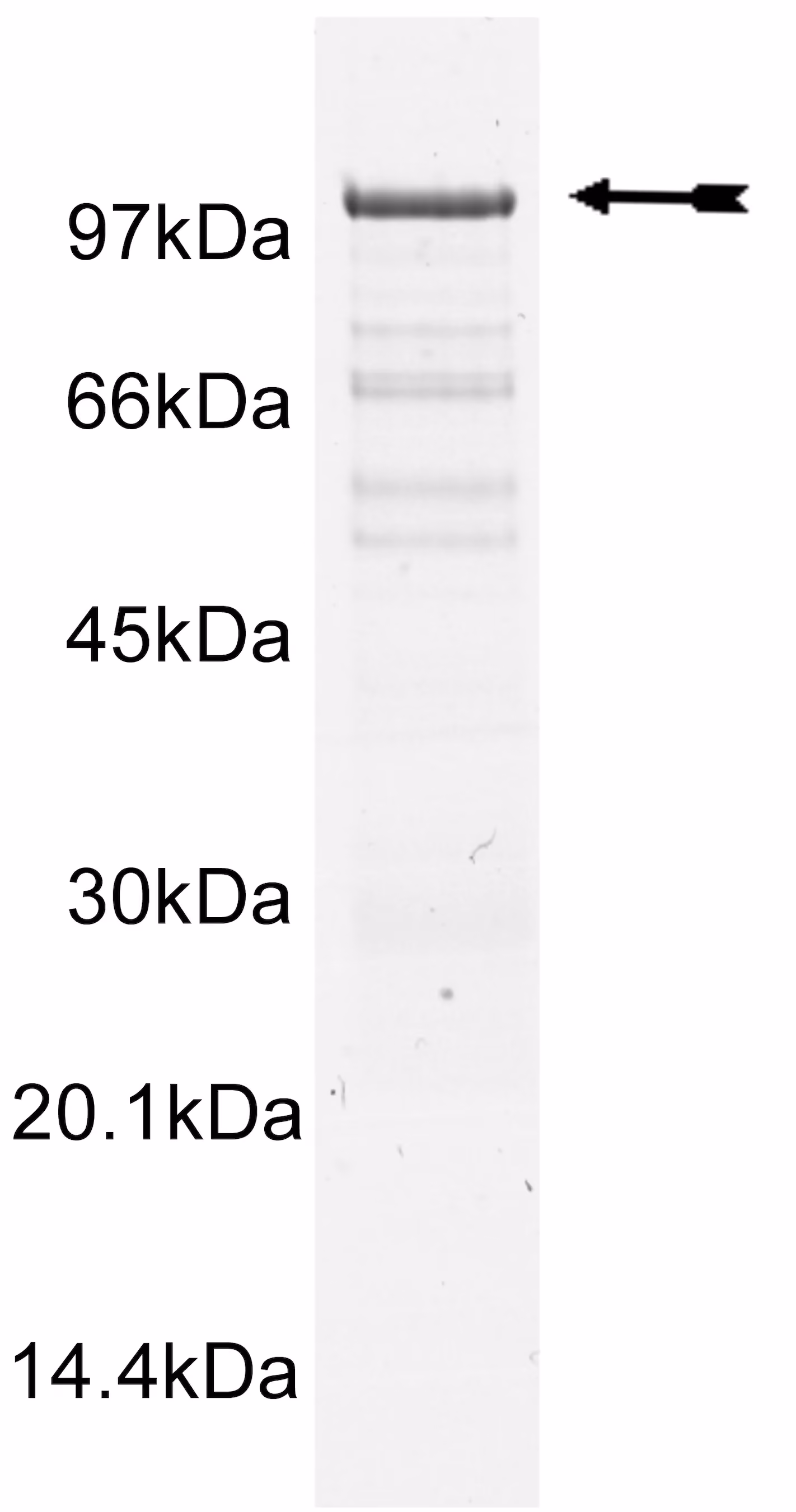 SRPK2, active Human Recombinant Kinase Protein