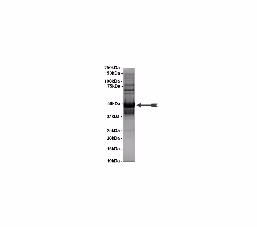 Mnk2, active Human Recombinant Kinase Protein