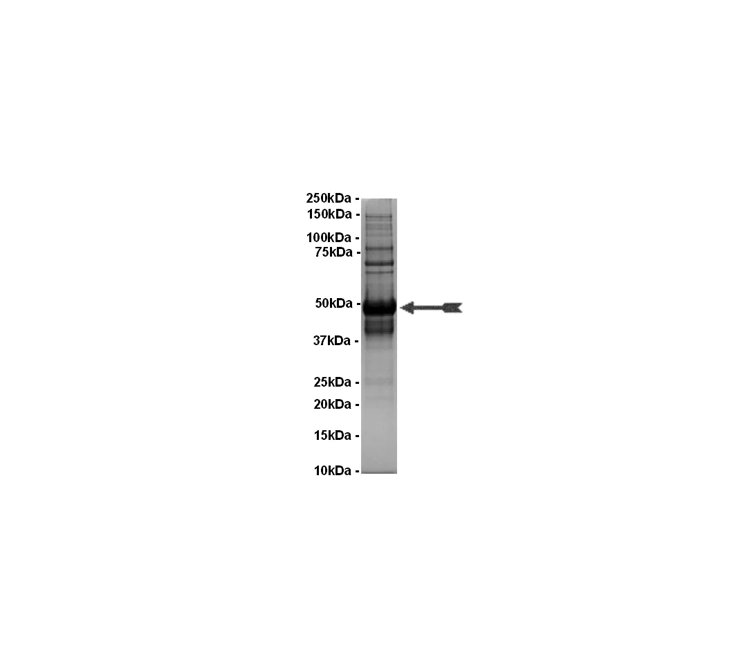Mnk2, active Human Recombinant Kinase Protein