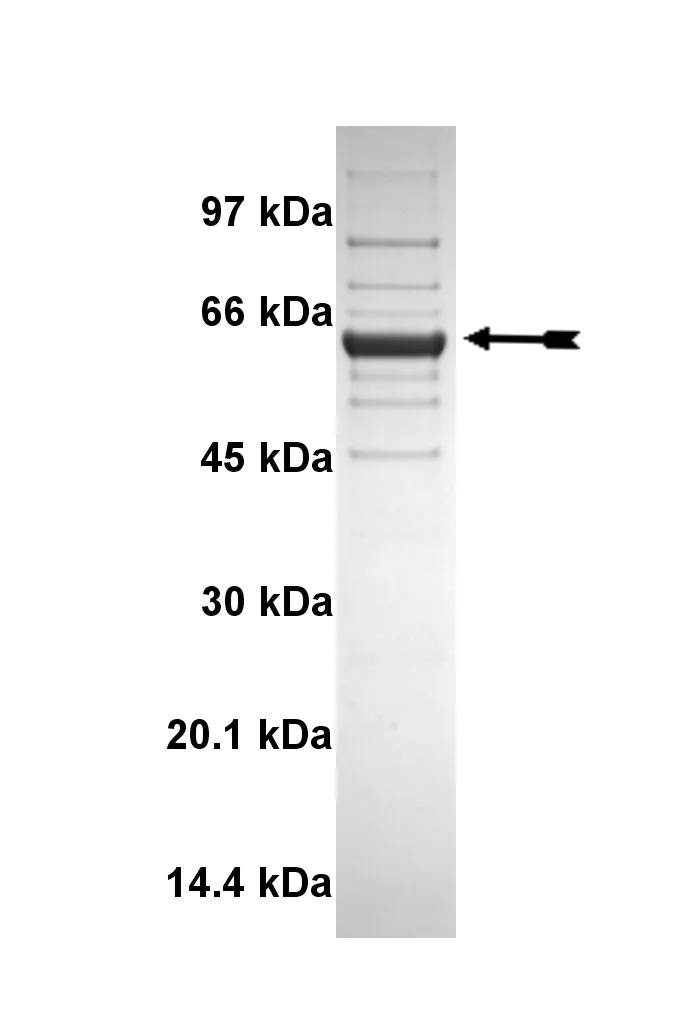 DYRK2, active Human Recombinant Kinase Protein
