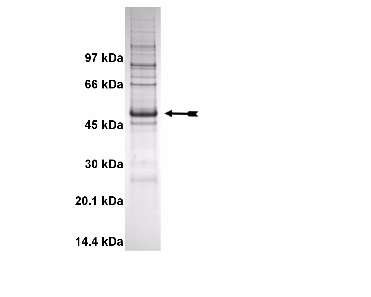 TSSK1, active Human Recombinant Kinase Protein
