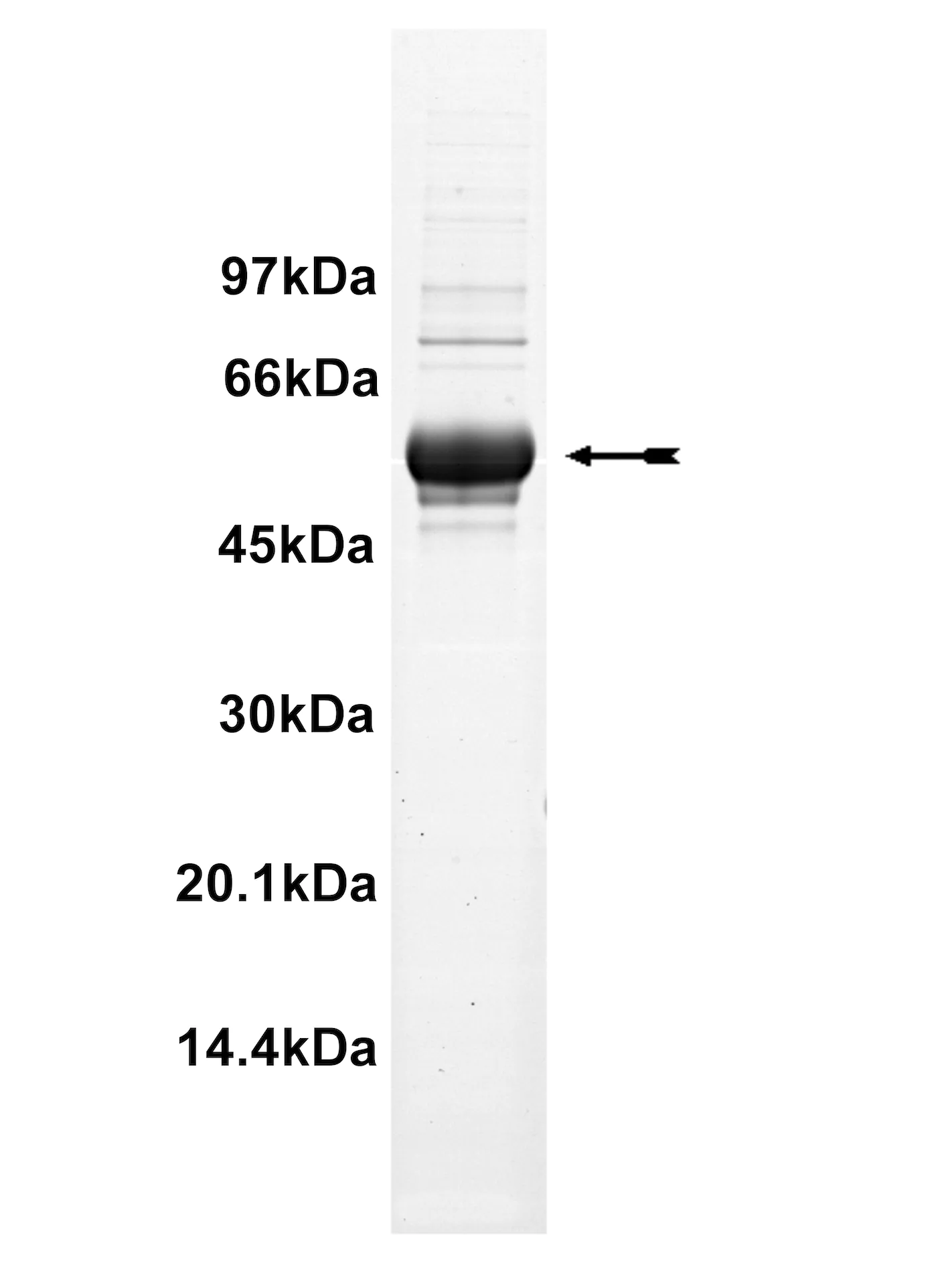 DRAK1, active Human Recombinant Kinase Protein