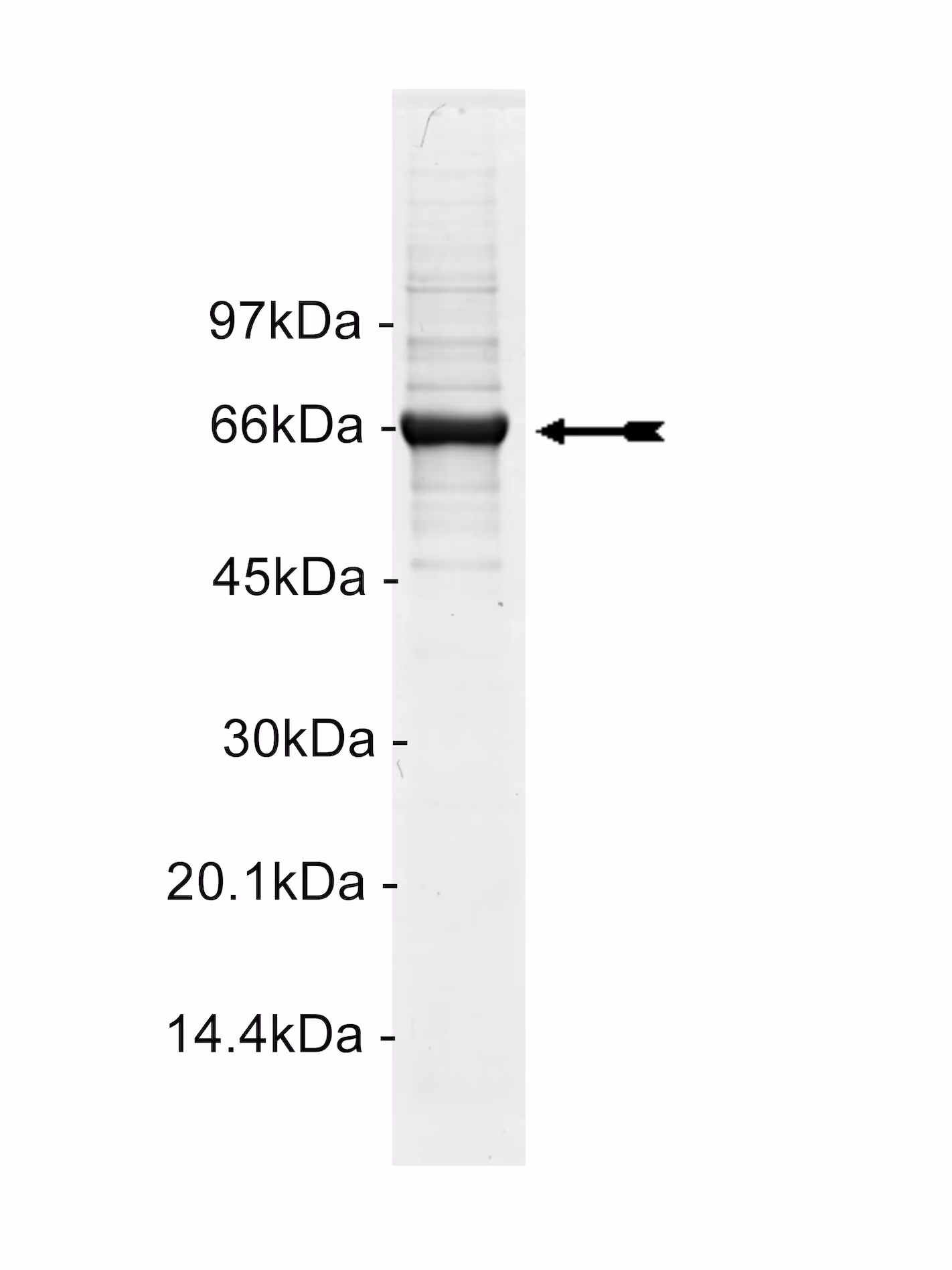 STK33, active Human Recombinant Kinase Protein