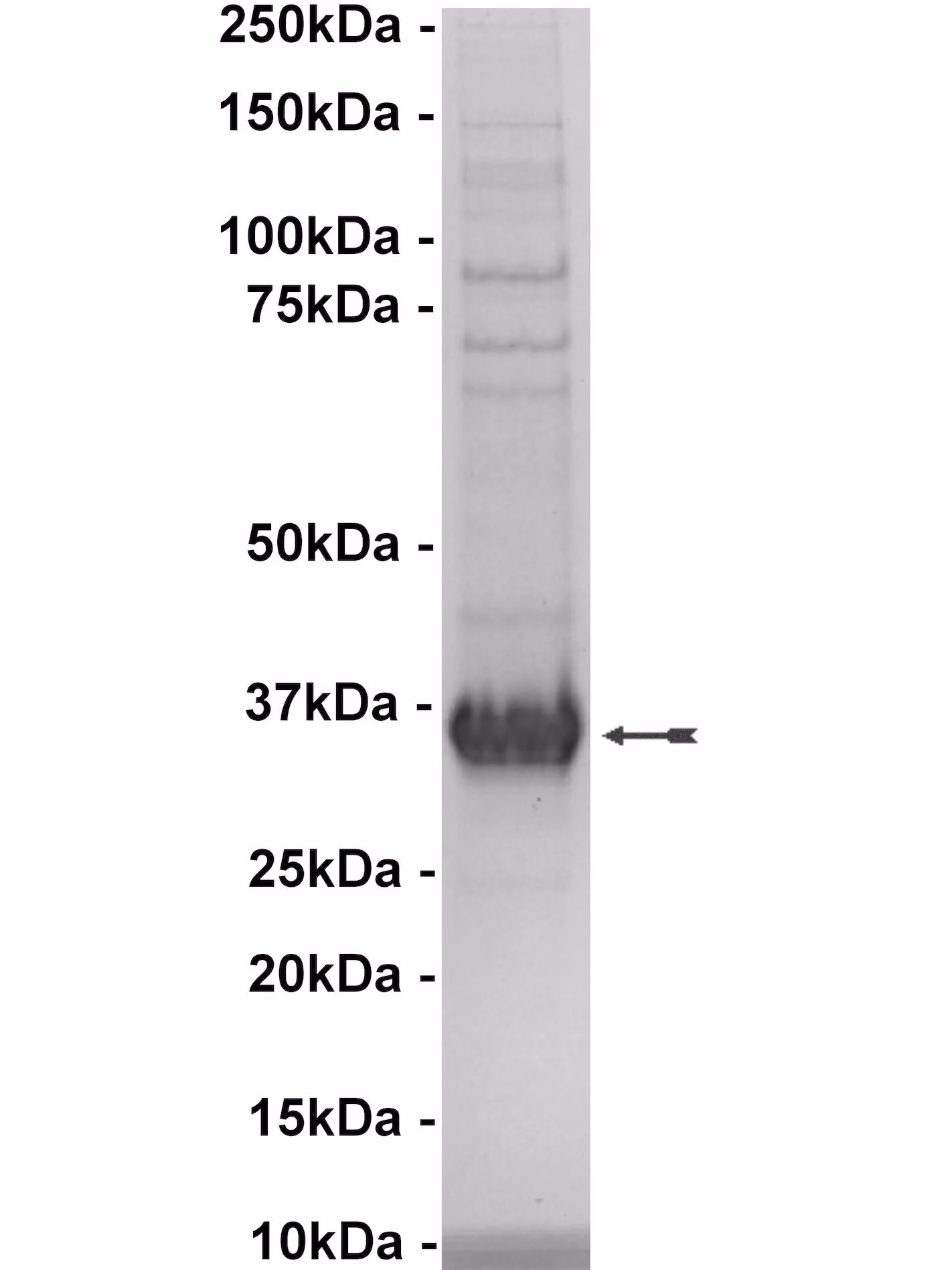 EphA7, active Human Recombinant Kinase Protein