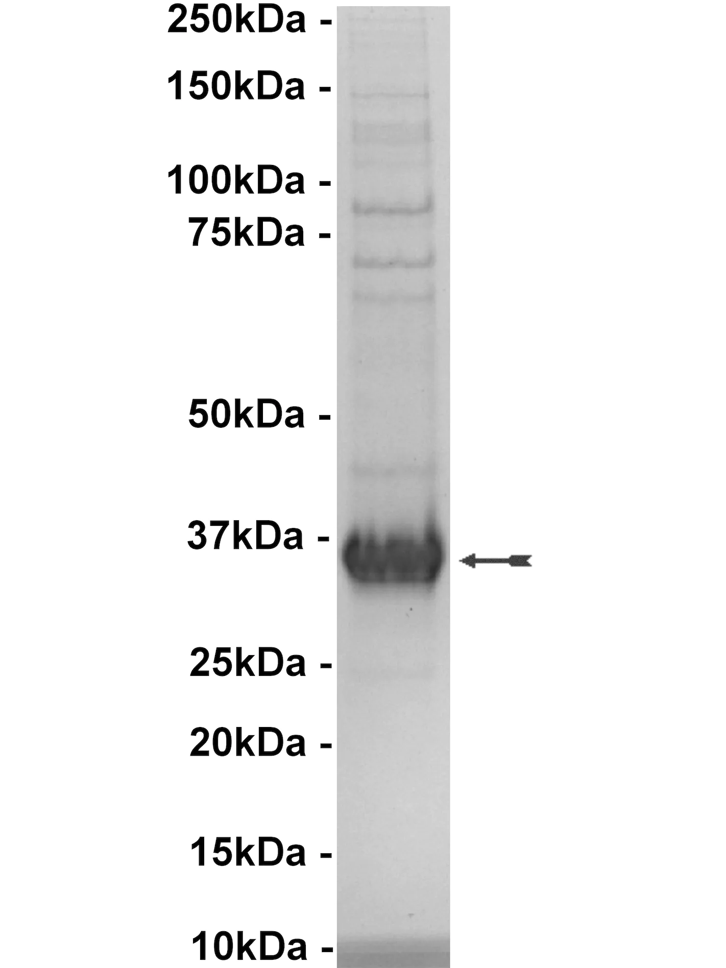 EphA7, active Human Recombinant Kinase Protein