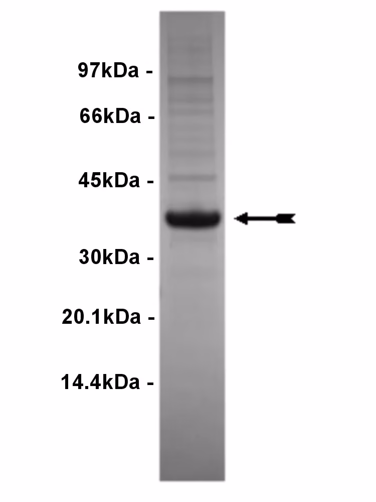 EphA8, active Human Recombinant Kinase Protein