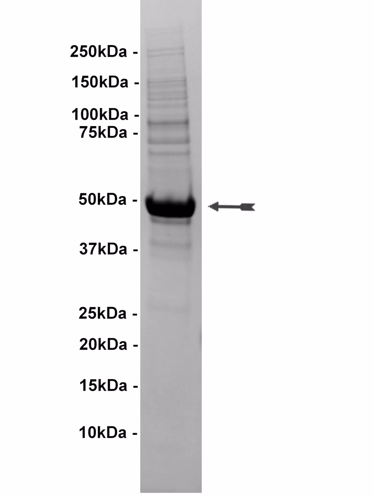 EphB1, active Human Recombinant Kinase Protein