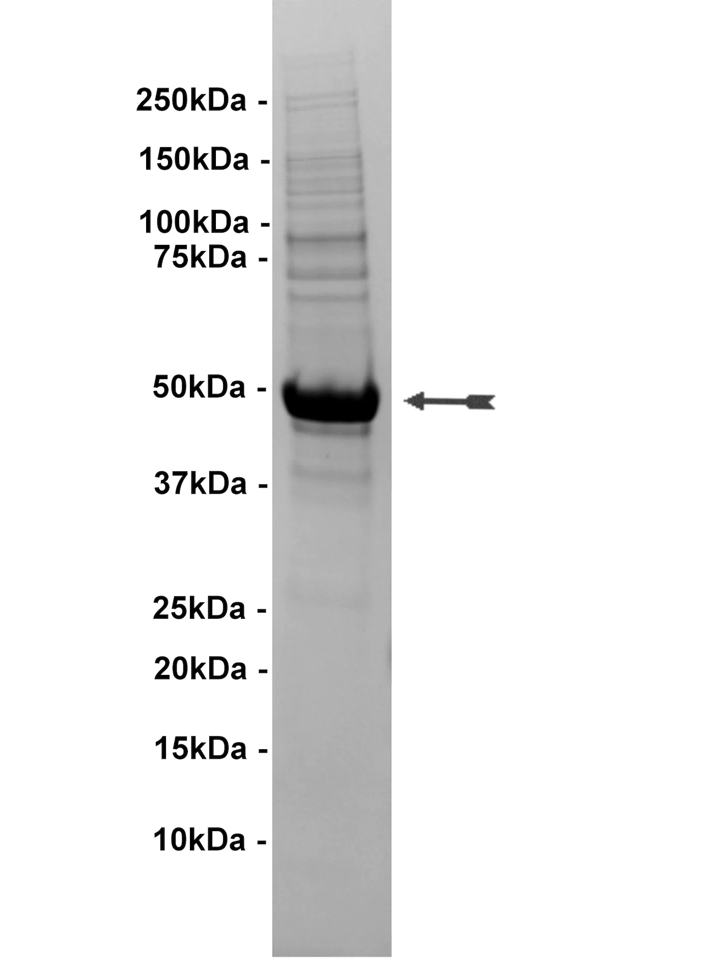 EphB1, active Human Recombinant Kinase Protein