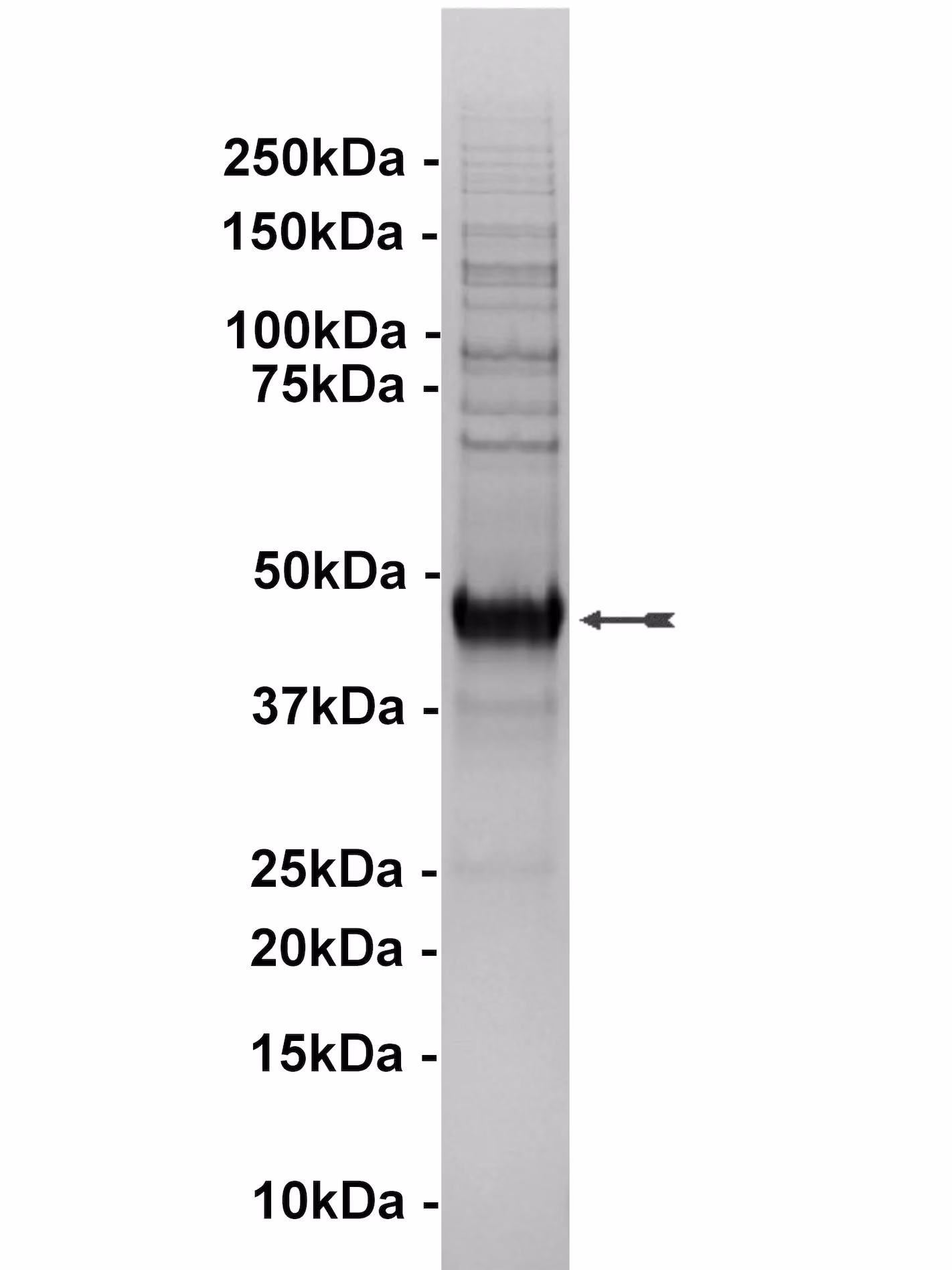 NLK, active Human Recombinant Kinase Protein