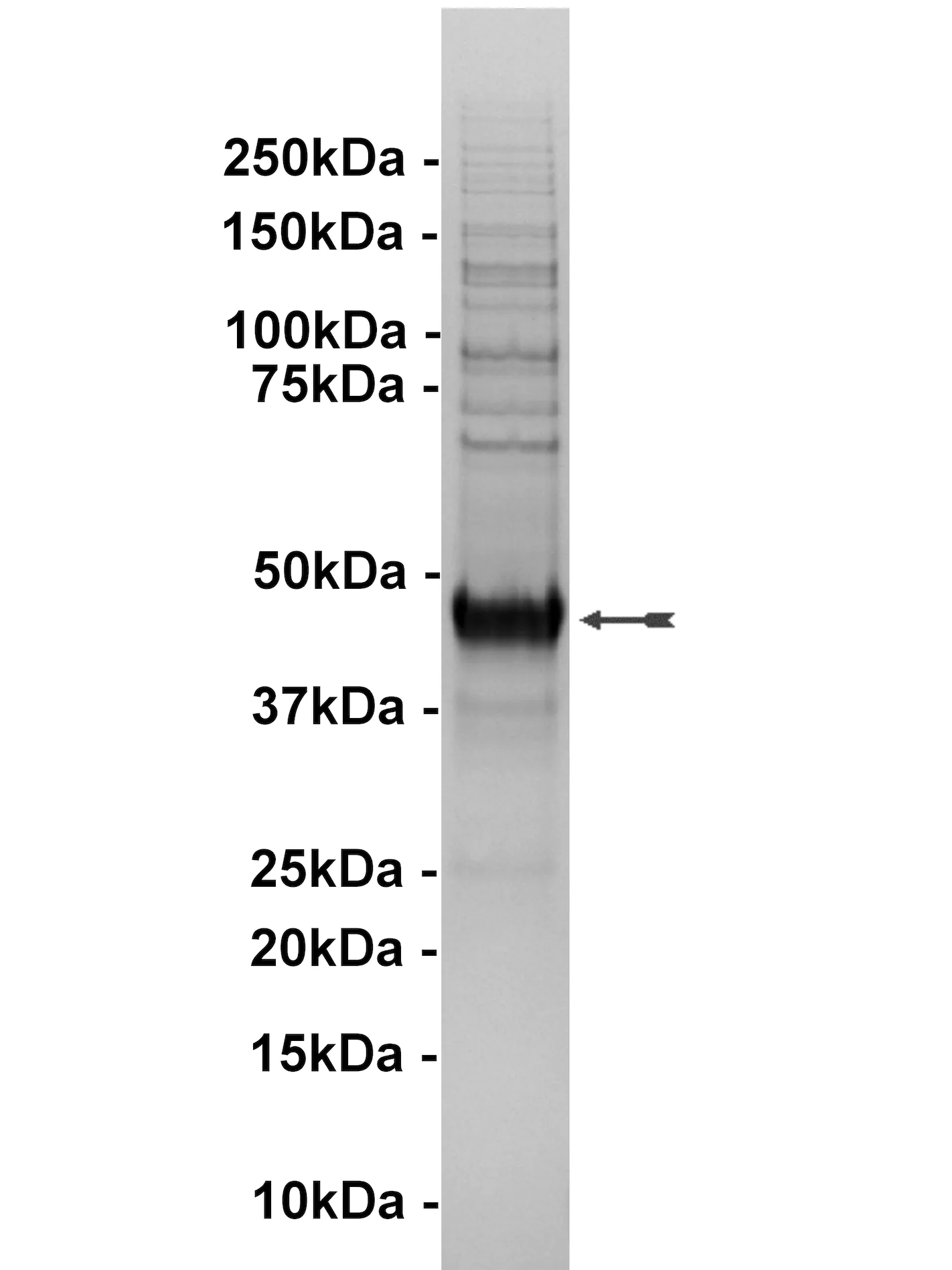 NLK, active Human Recombinant Kinase Protein