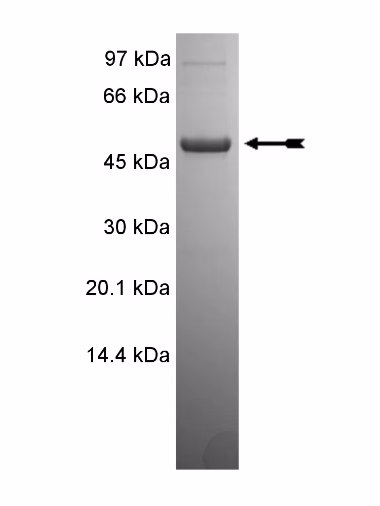 HIPK1, active Human Recombinant Kinase Protein