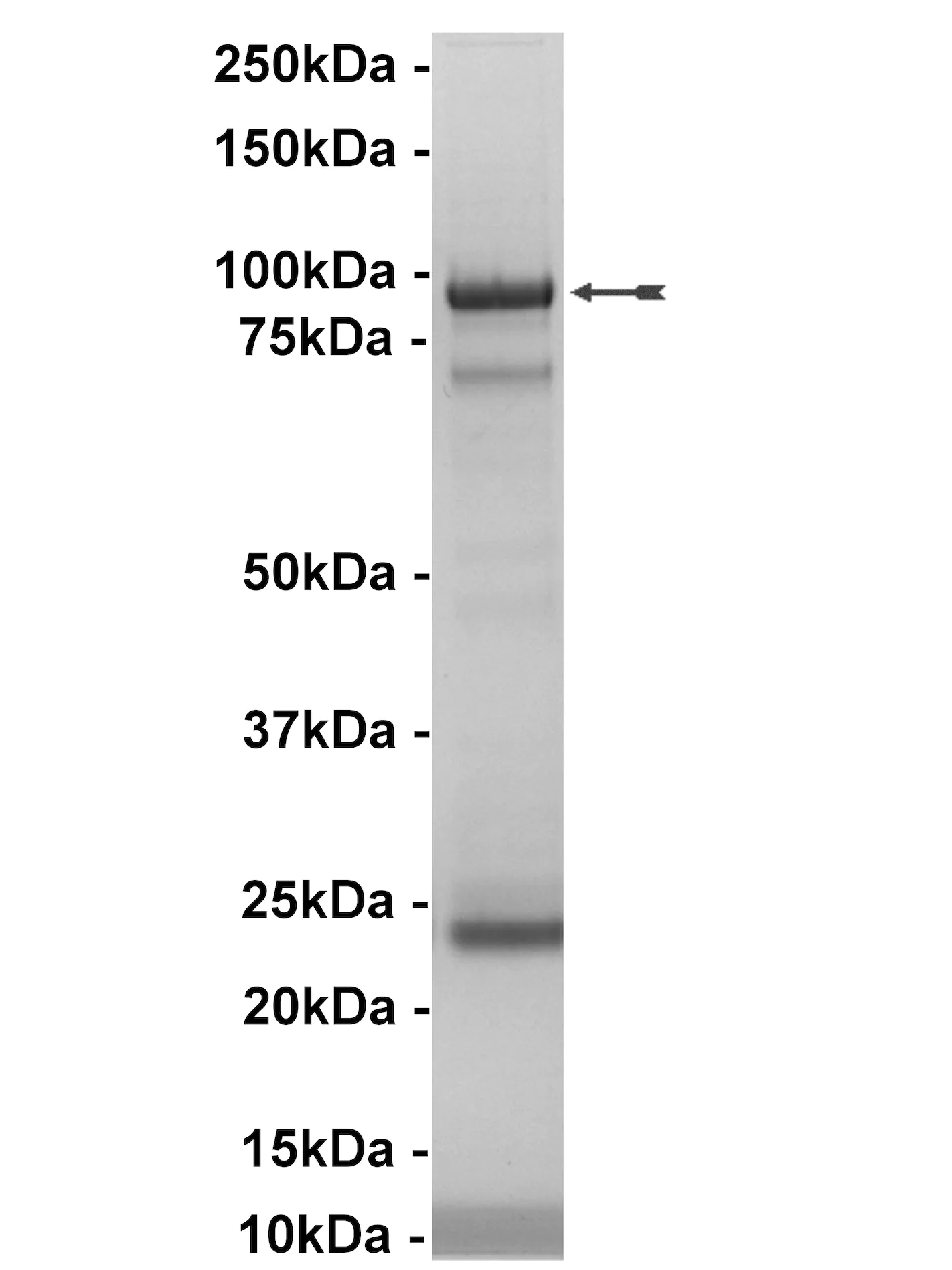 Flt4, active Human Recombinant Kinase Protein