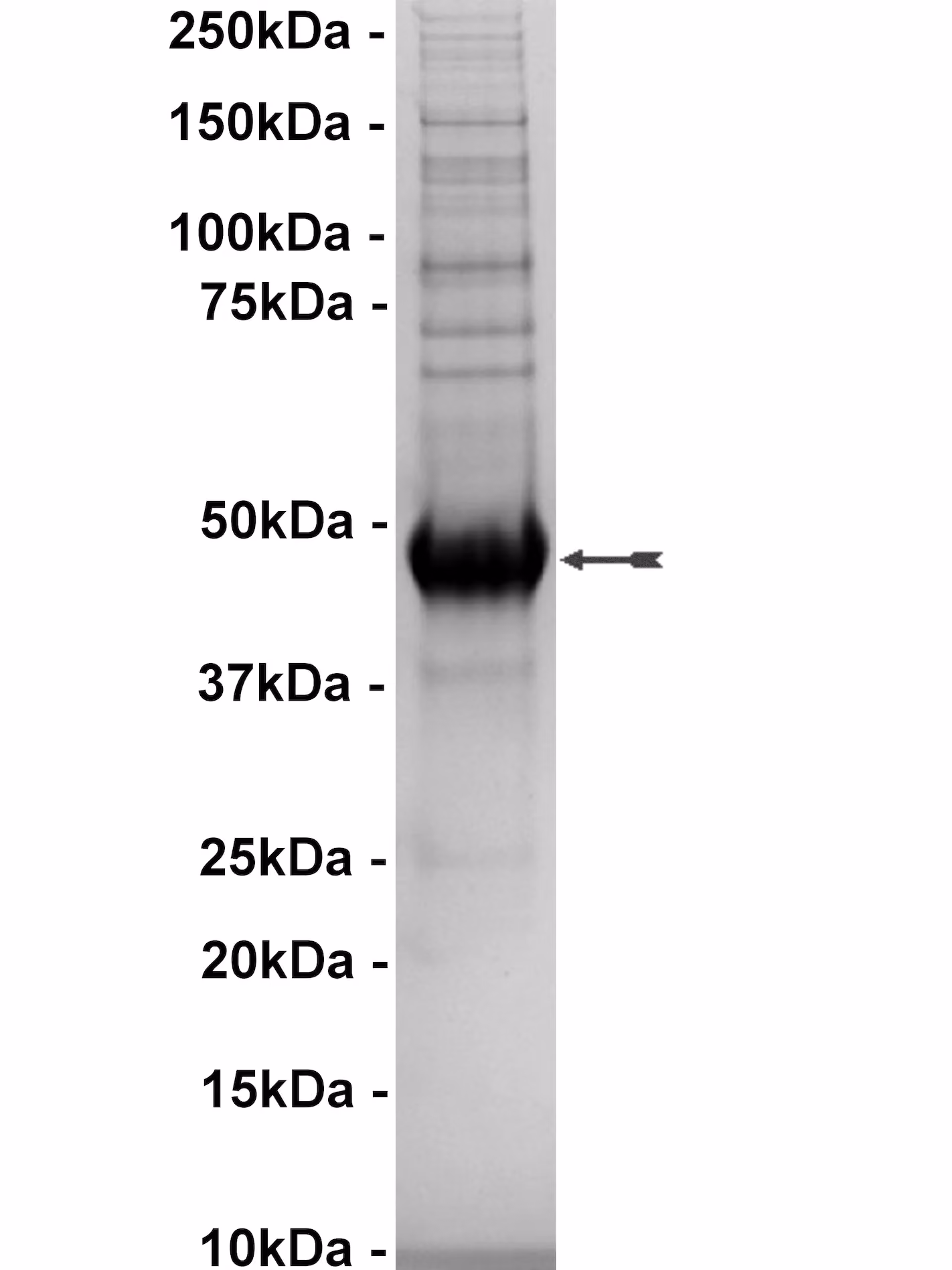 HIPK3, active Human Recombinant Kinase Protein