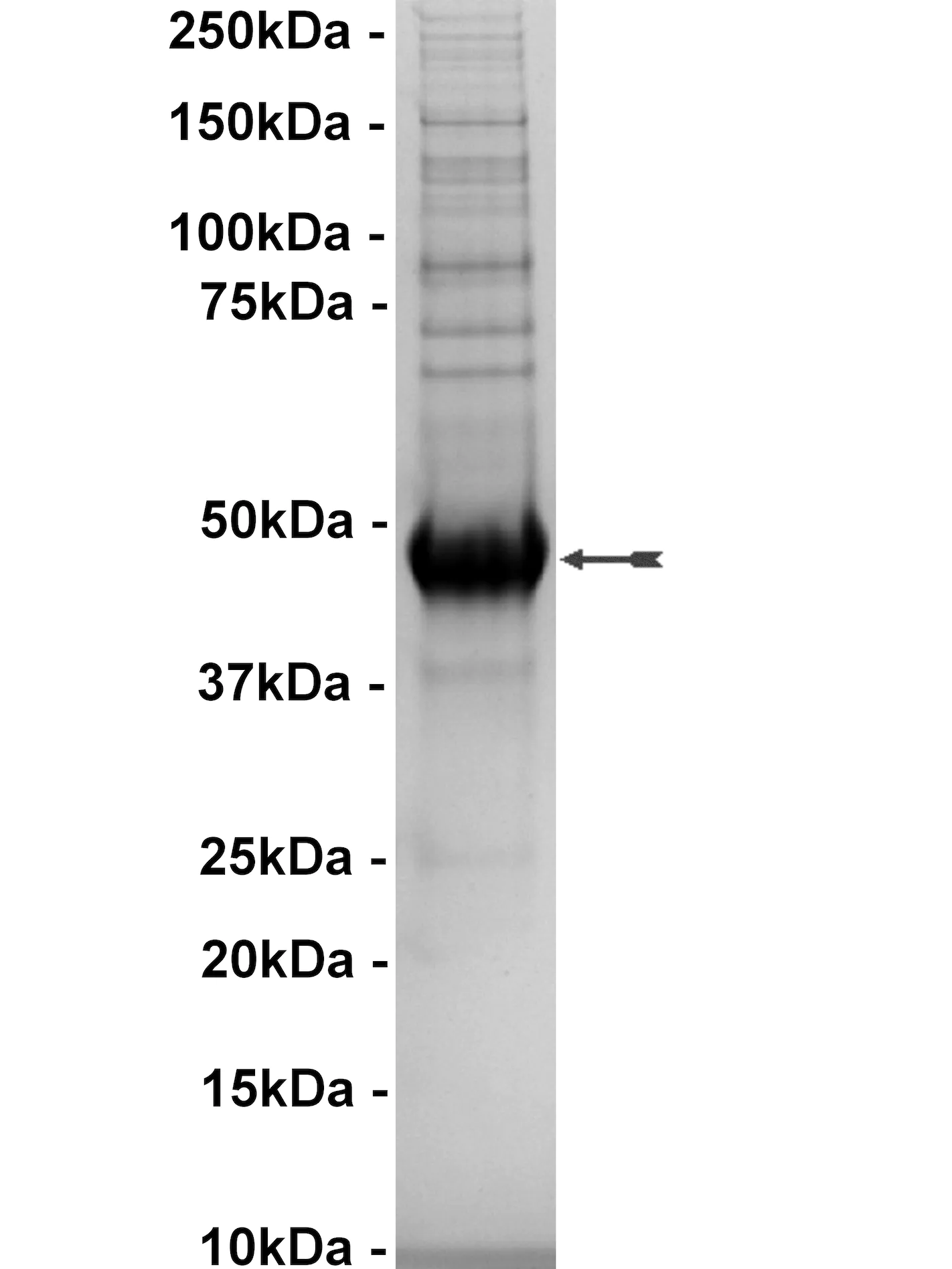 HIPK3, active Human Recombinant Kinase Protein