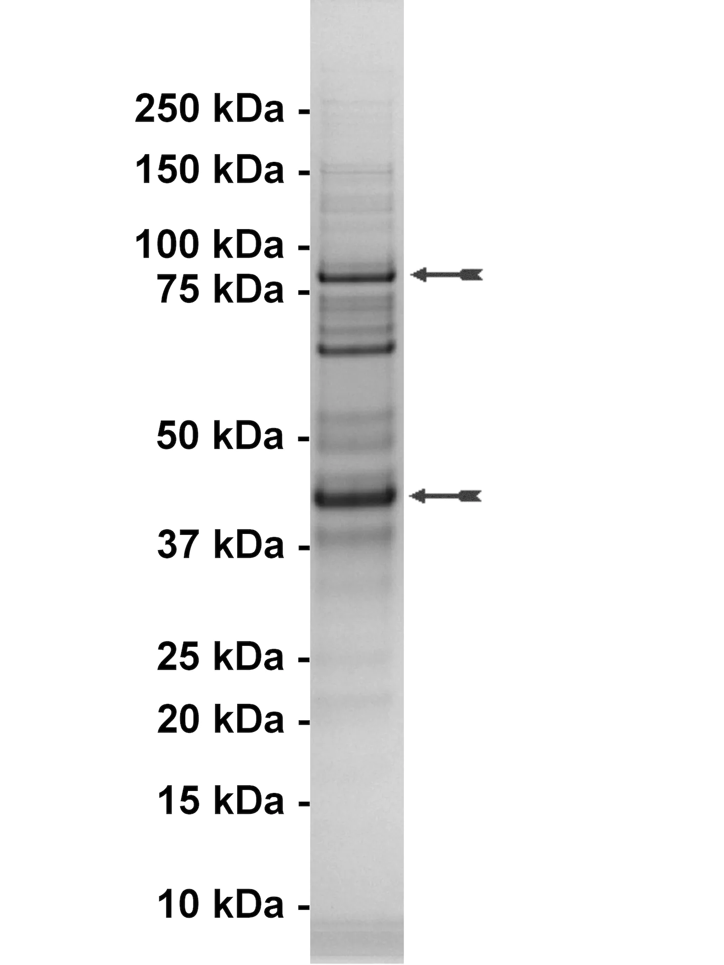 Cdk9/Cyclin T1, active Human Recombinant Kinase Protein