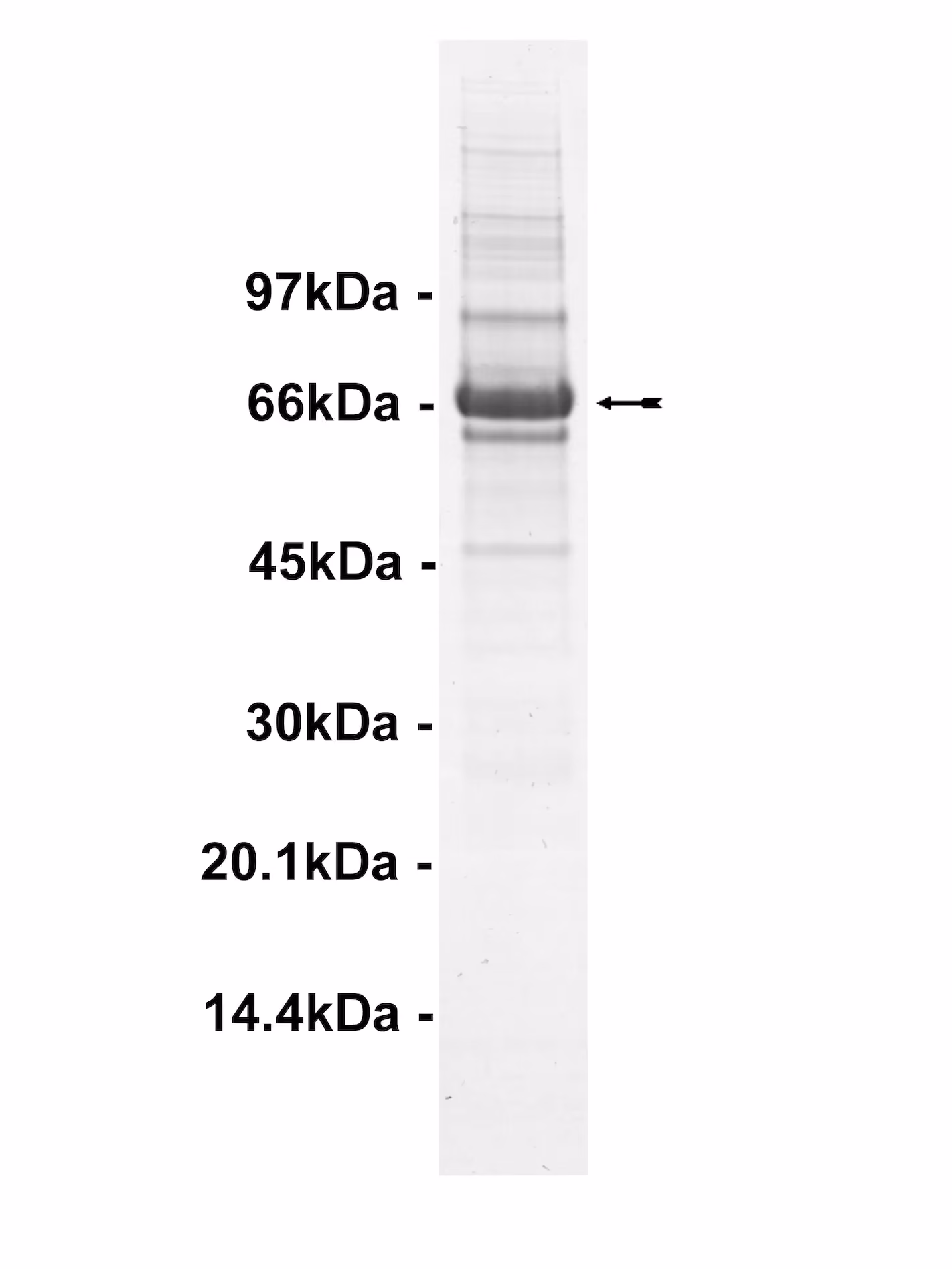 PAK3, active Human Recombinant Kinase Protein
