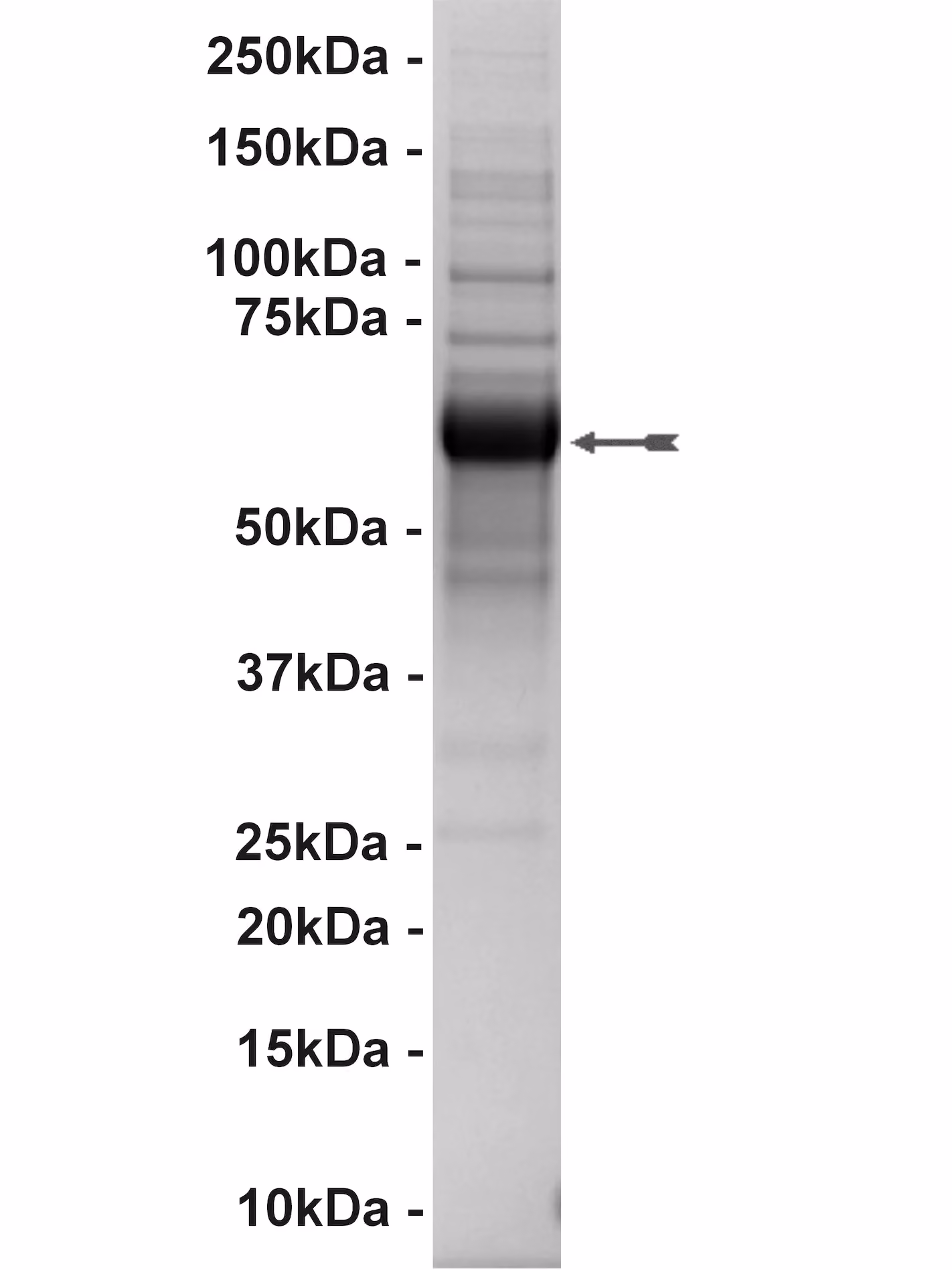 IRAK1, active Human Recombinant Kinase Protein