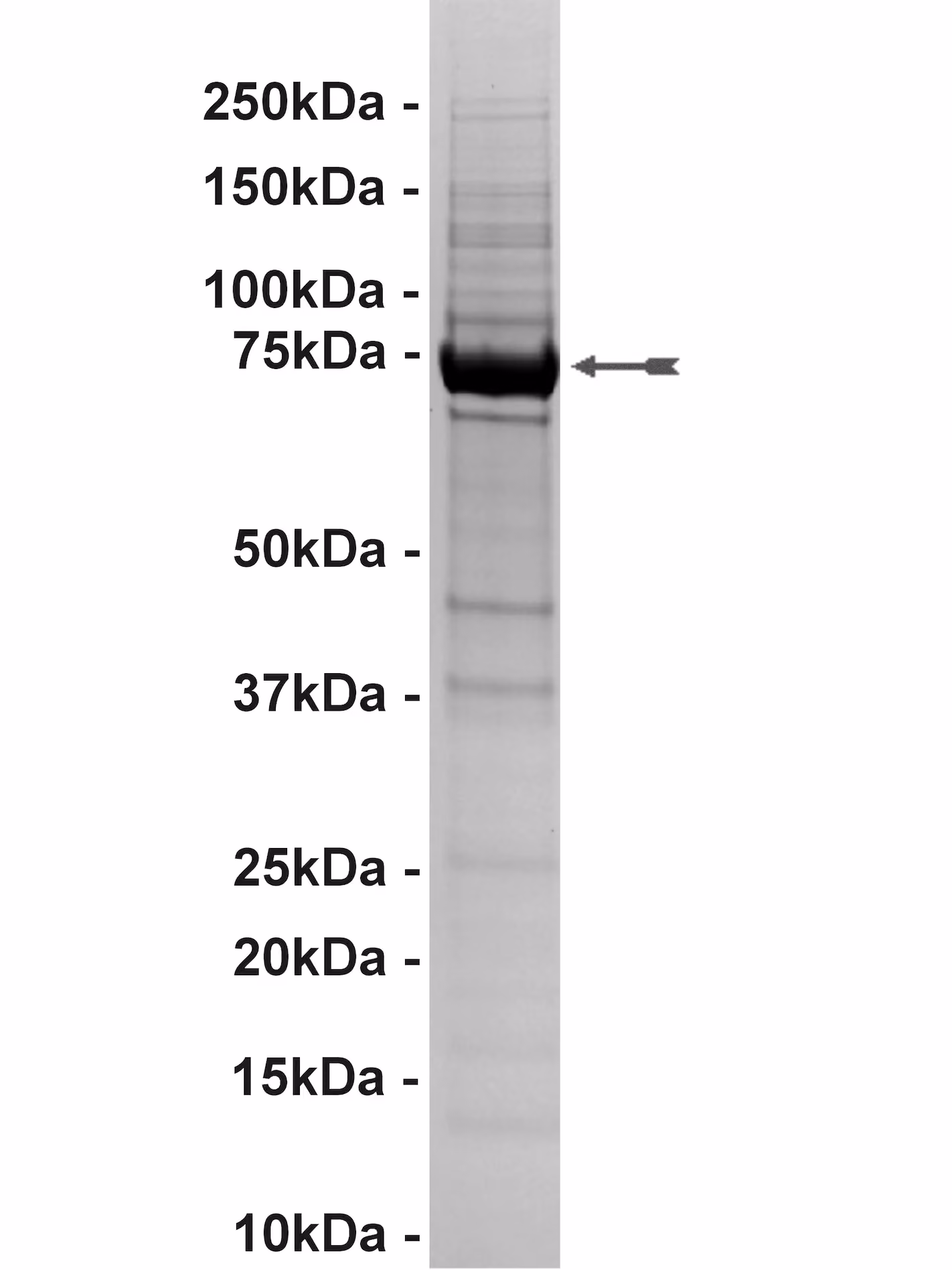 PKG1α, active Human Recombinant Kinase Protein