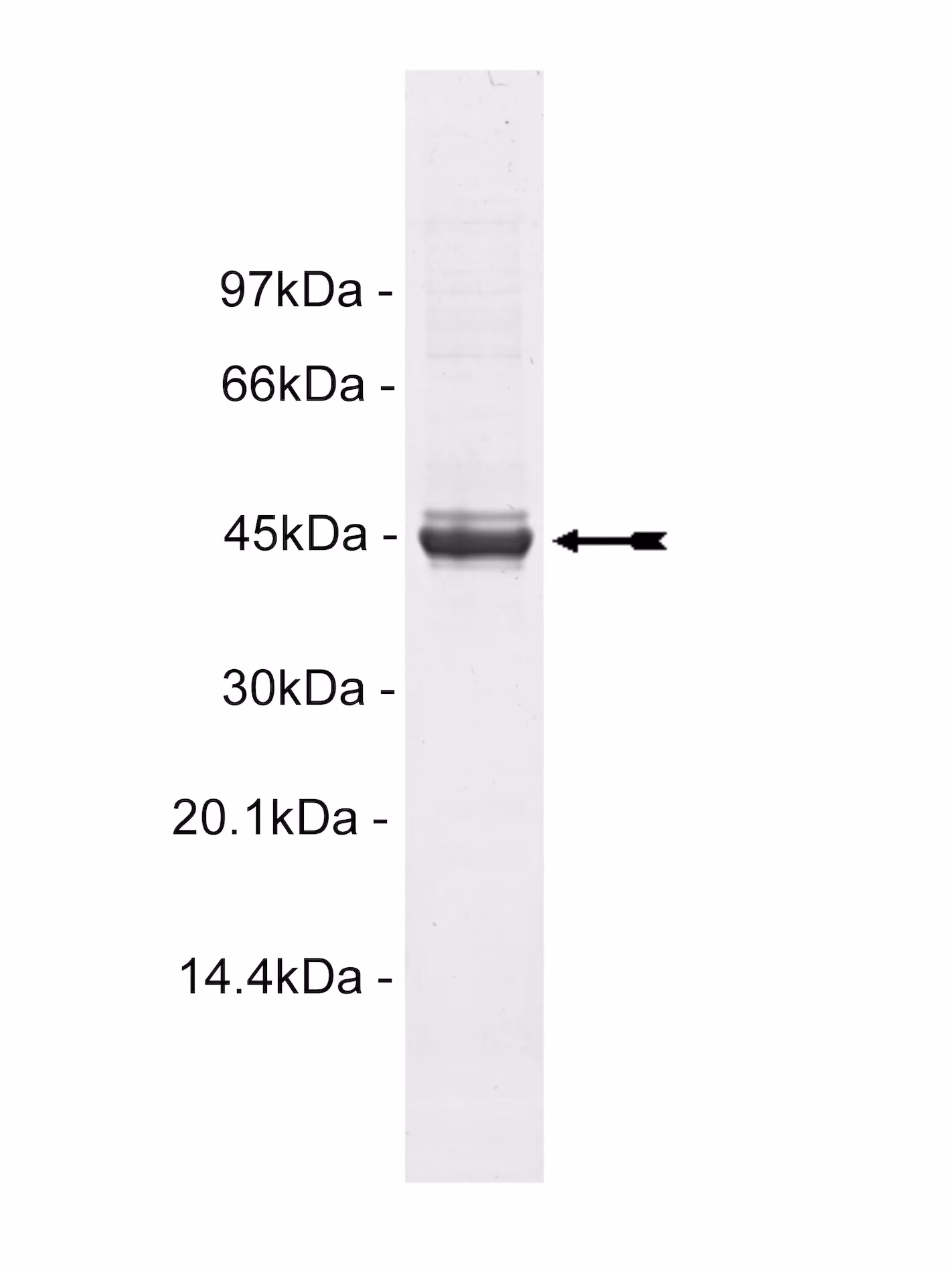 Casein Kinase 2α2, active Human Recombinant Kinase Protein