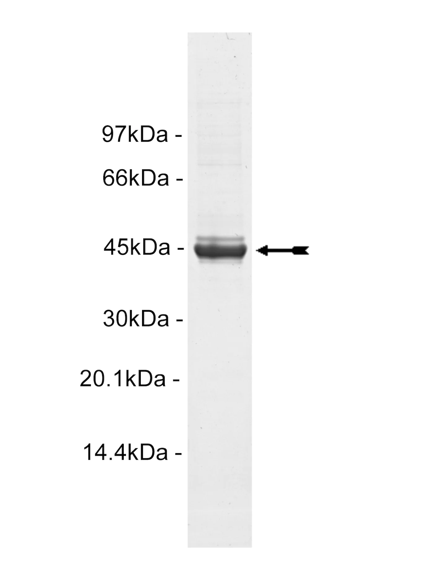 Casein Kinase 2α2, active Human Recombinant Kinase Protein