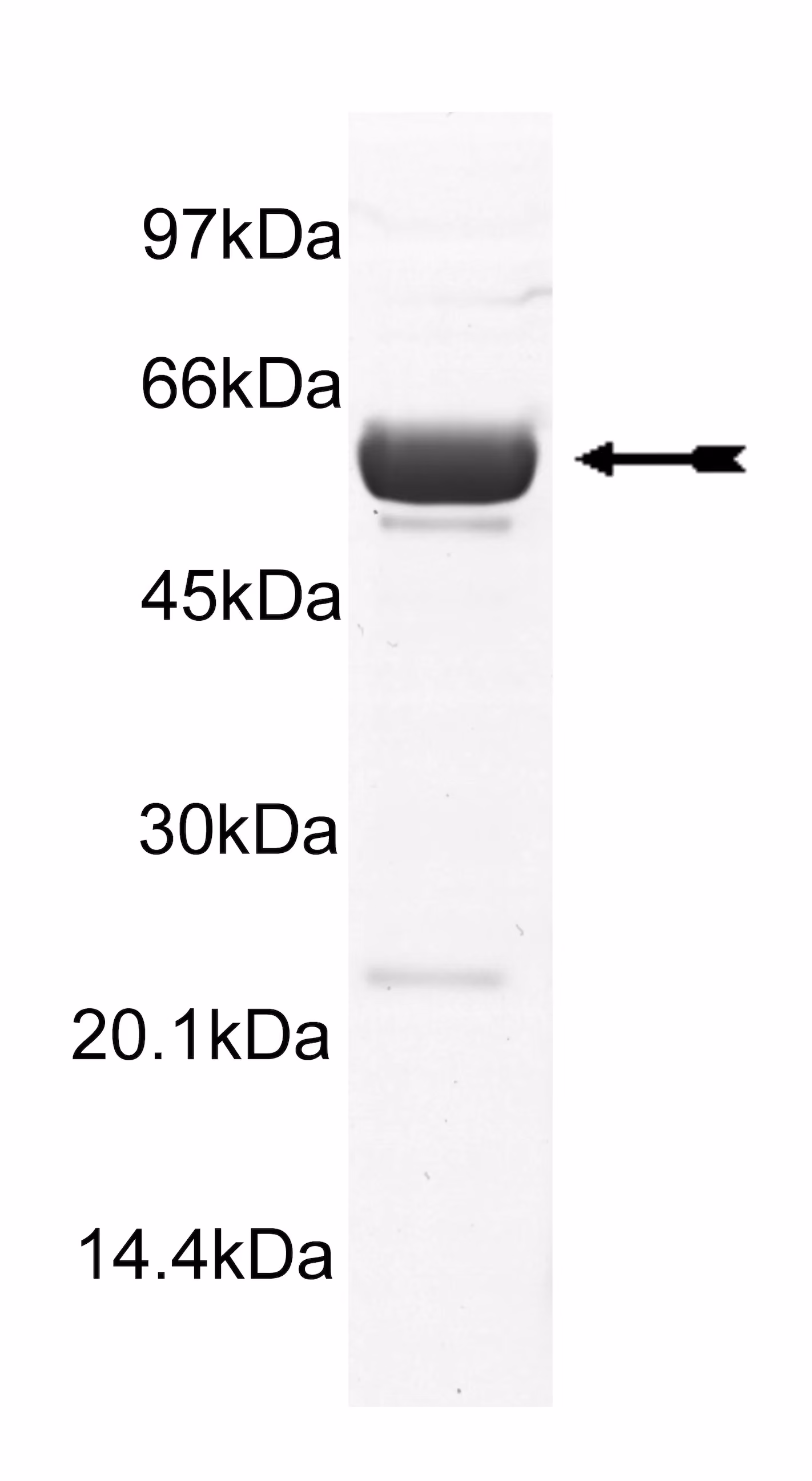 DAPK1, active Human Recombinant Kinase Protein