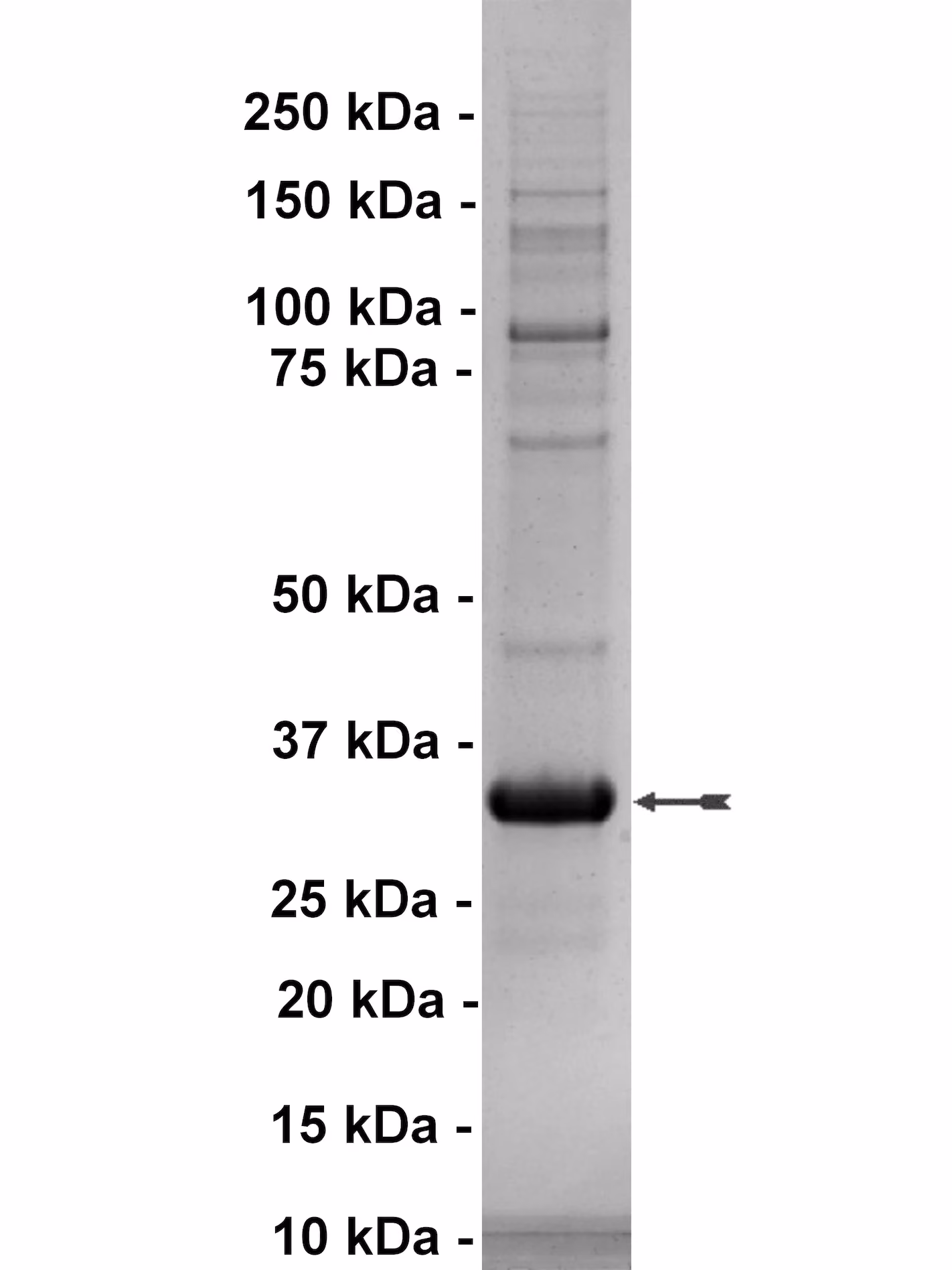 MLK1, active Human Recombinant Kinase Protein