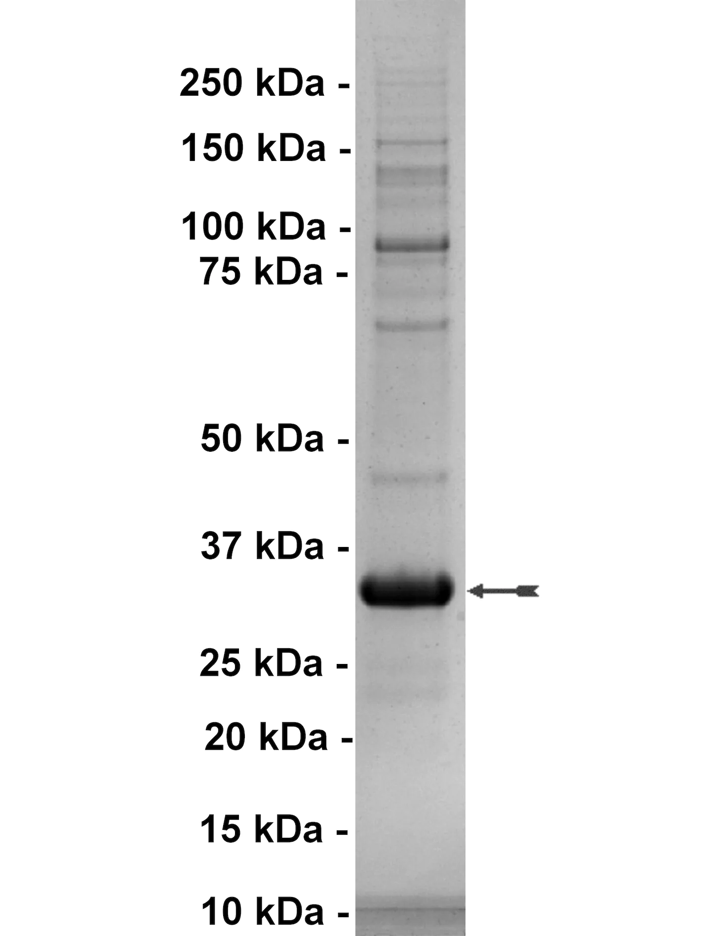 MLK1, active Human Recombinant Kinase Protein