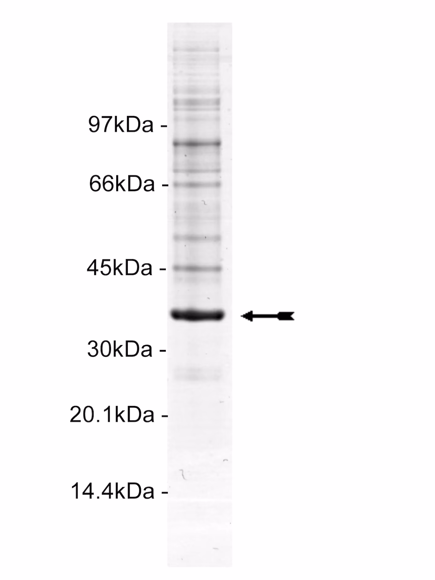 PTK5, active Human Recombinant Kinase Protein