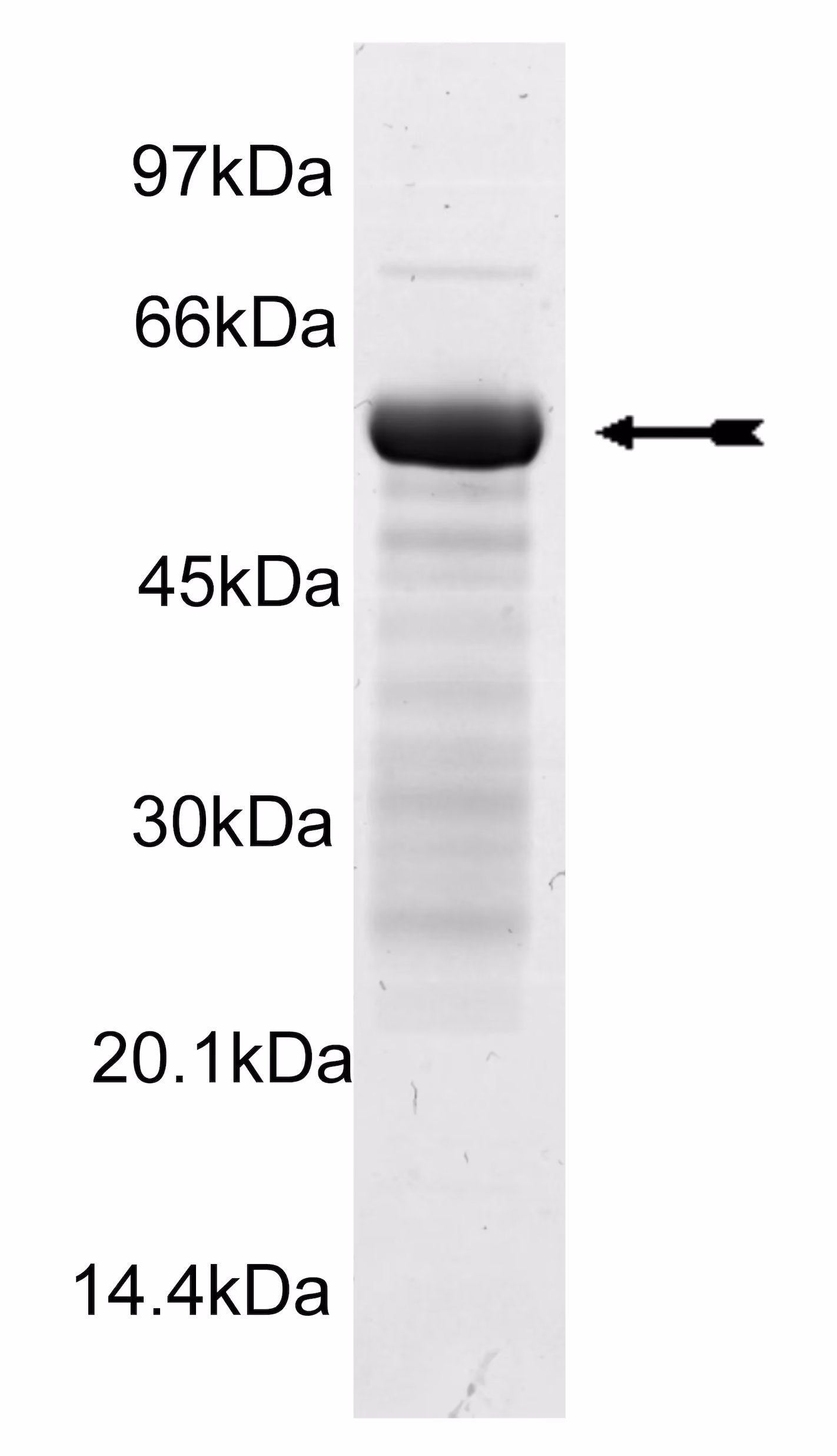 PhKg2, active Human Recombinant Kinase Protein
