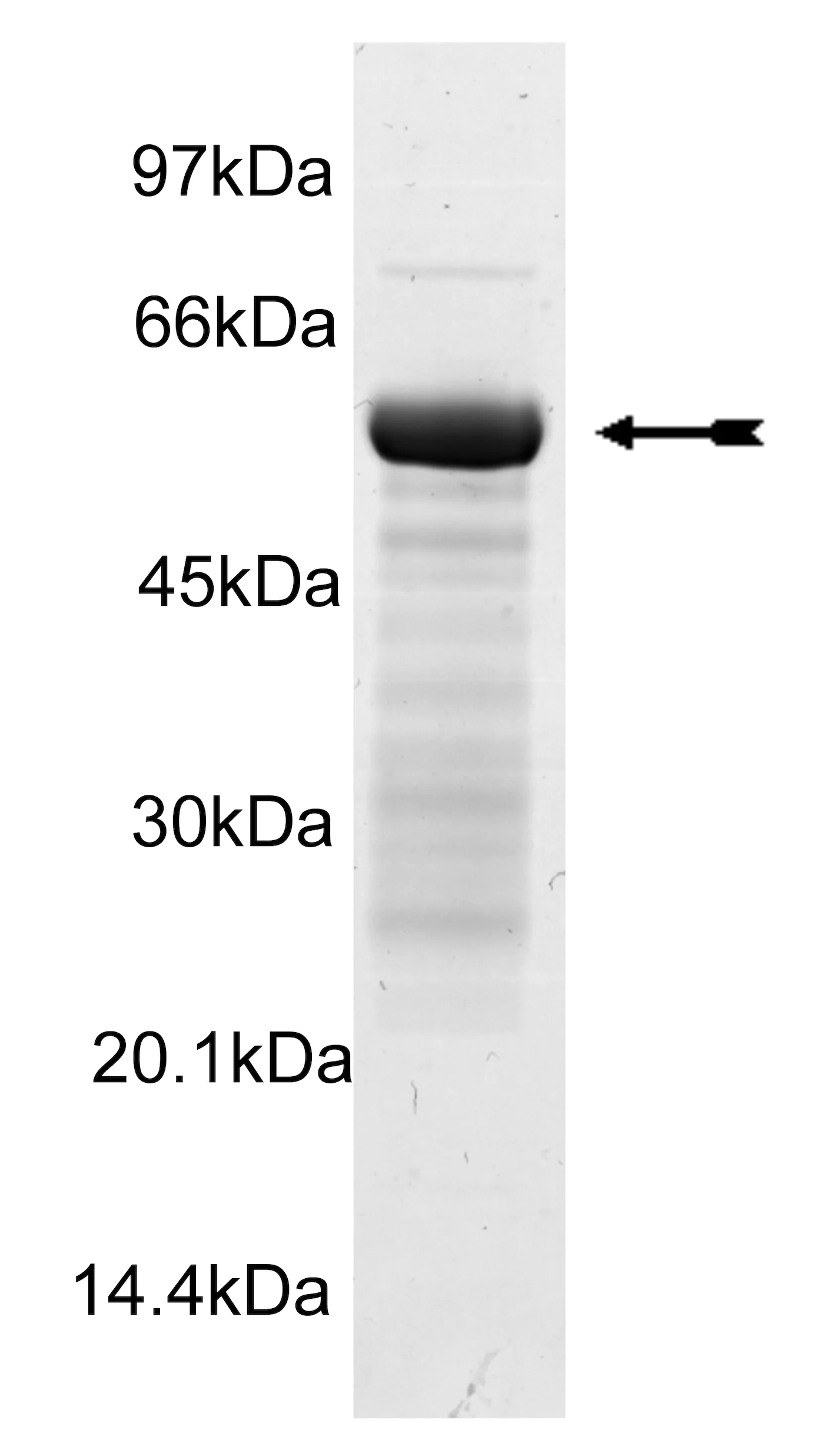 PhKg2, active Human Recombinant Kinase Protein
