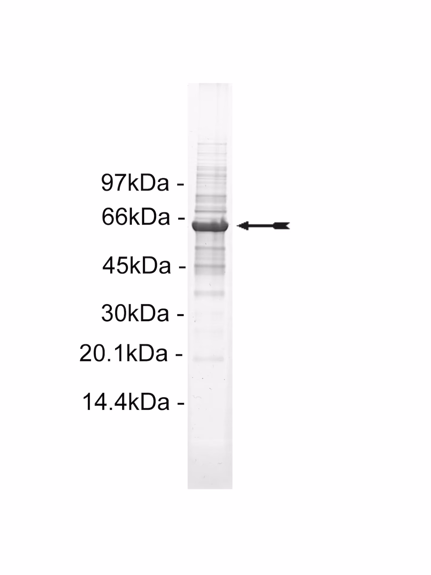 NEK3, active Human Recombinant Kinase Protein