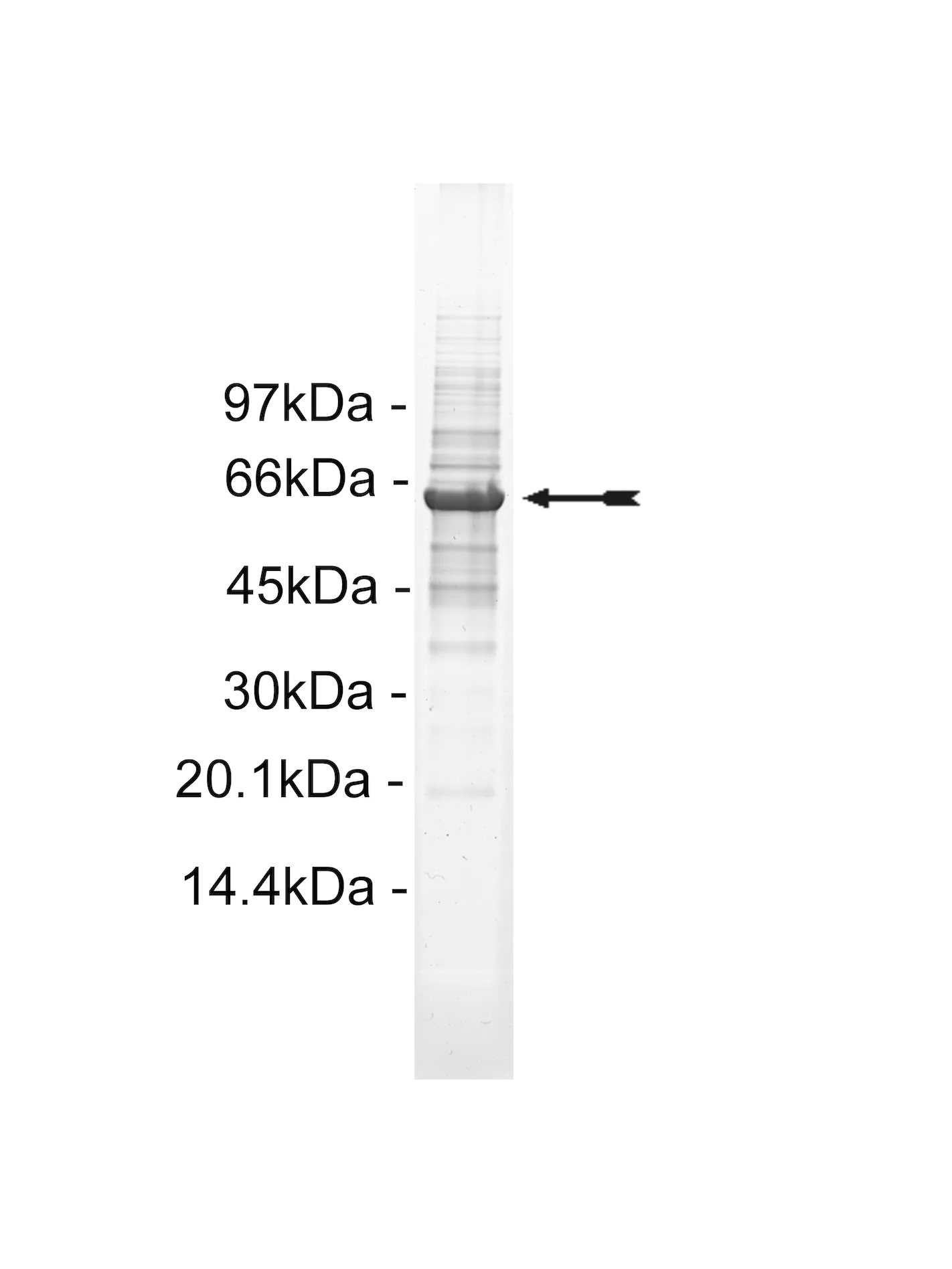 NEK3, active Human Recombinant Kinase Protein