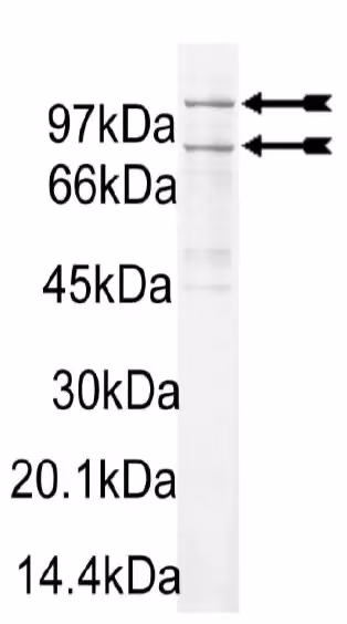 PI3 Kinase (p110α/p85α) murine Mouse Recombinant Kinase Protein