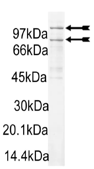 PI3 Kinase (p110α/p85α) murine Mouse Recombinant Kinase Protein