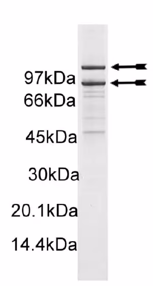PI3 Kinase (p110α (H1047R)/p85α) murine Mouse Recombinant Kinase Protein