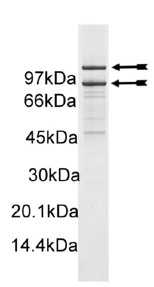 PI3 Kinase (p110α (H1047R)/p85α) murine Mouse Recombinant Kinase Protein