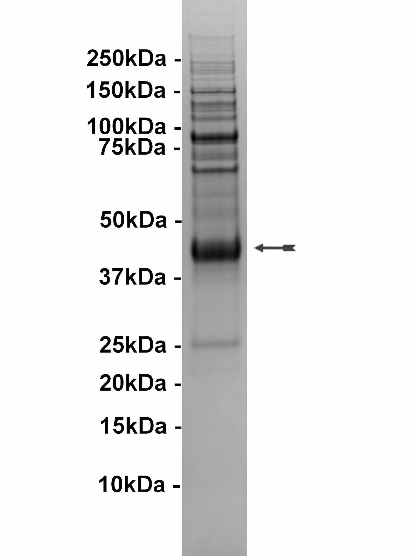 PASK, active Human Recombinant Kinase Protein