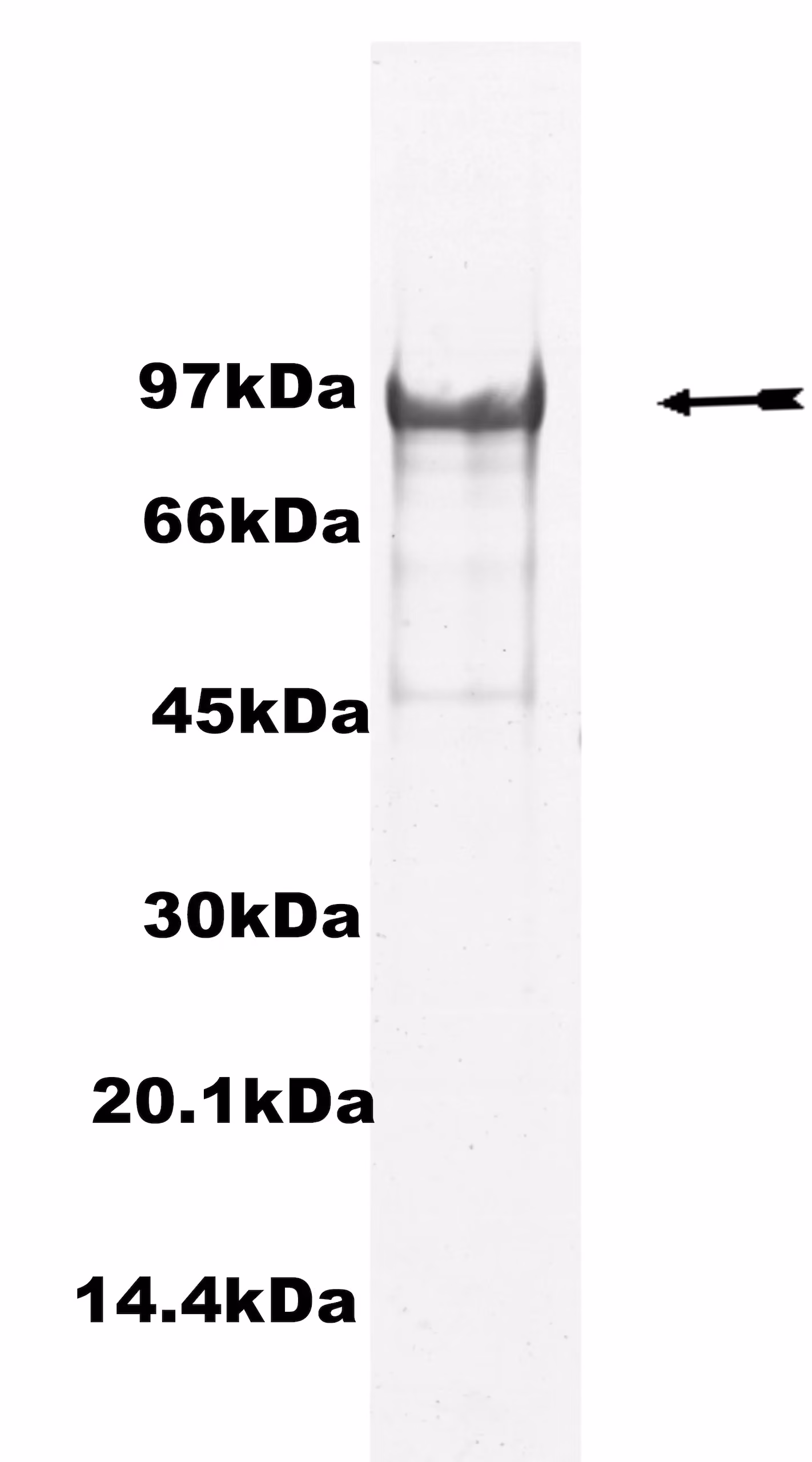 Rsk4, active Human Recombinant Kinase Protein