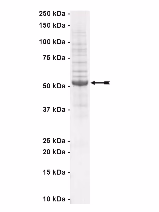 NEK11, active Human Recombinant Kinase Protein