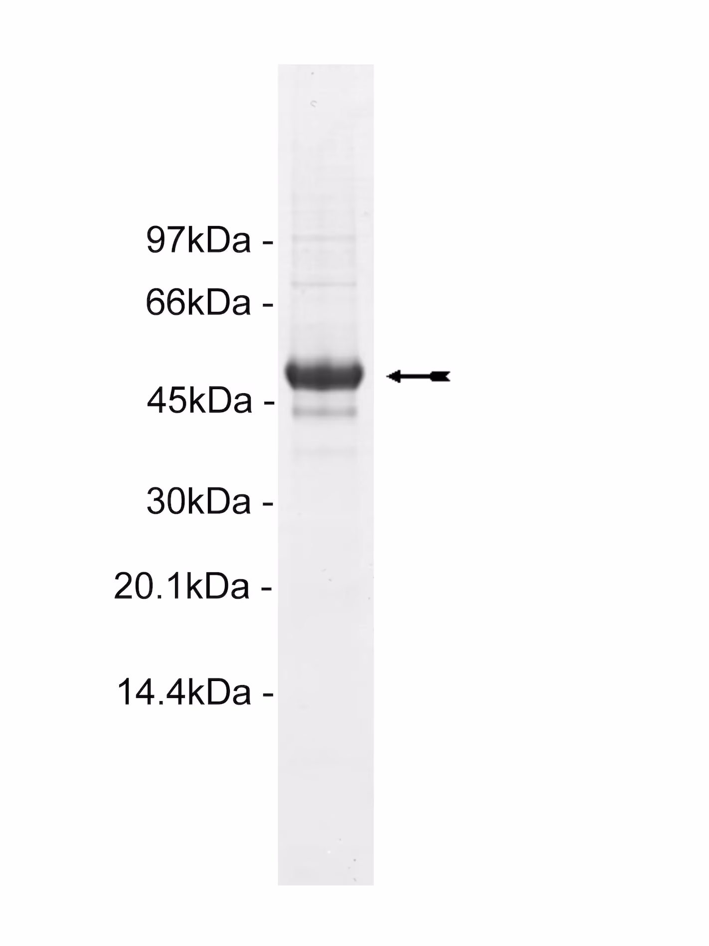 Casein Kinase 1γ2, active Human Recombinant Kinase Protein