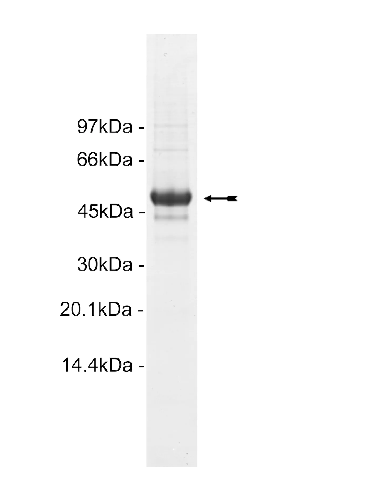 Casein Kinase 1γ2, active Human Recombinant Kinase Protein