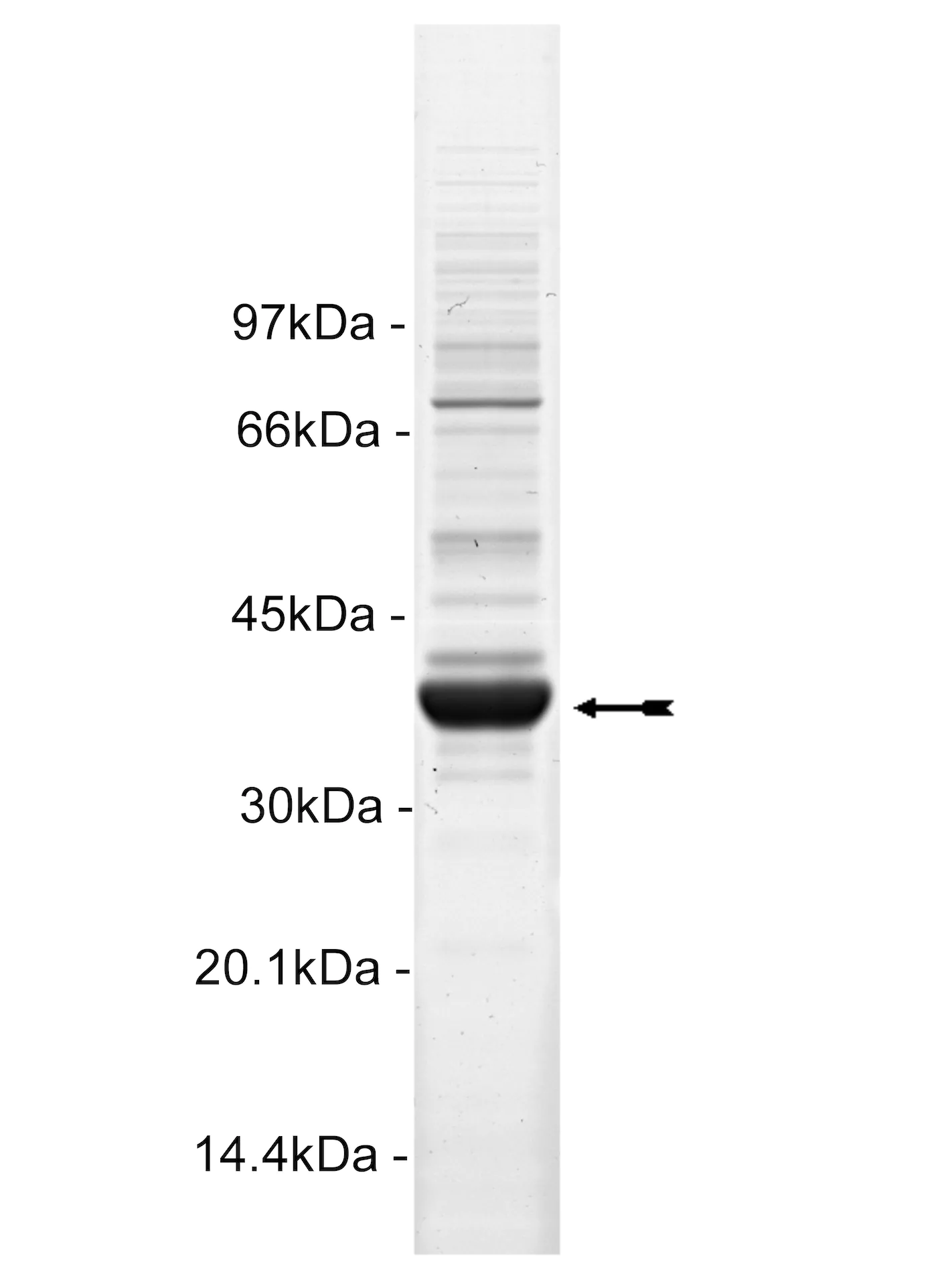 DCAMKL2, active Human Recombinant Kinase Protein
