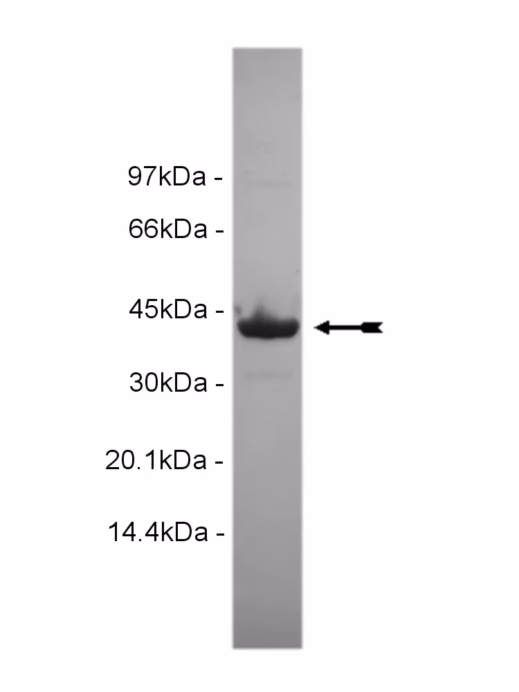 Casein Kinase 1γ3, active Human Recombinant Kinase Protein