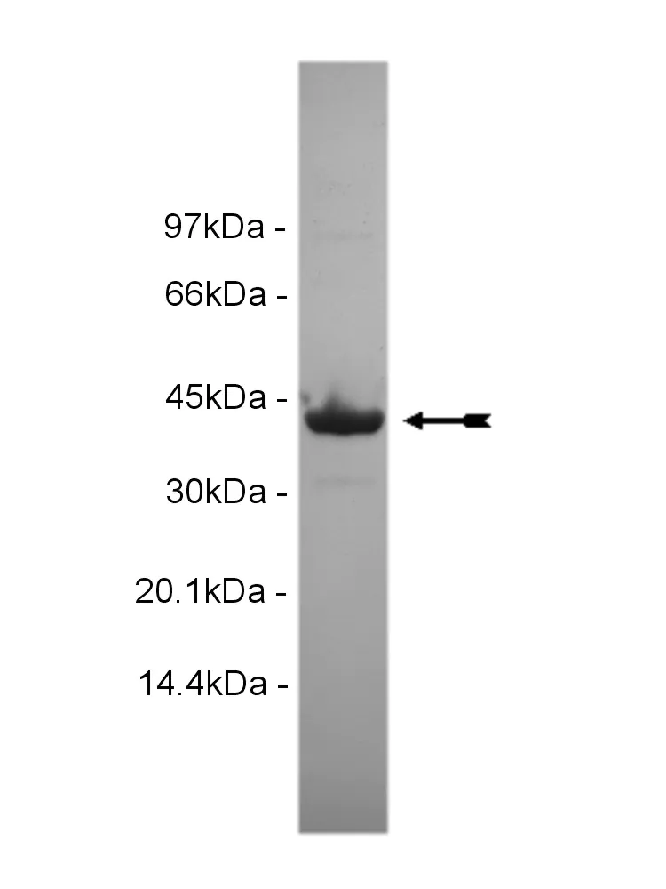Casein Kinase 1γ3, active Human Recombinant Kinase Protein